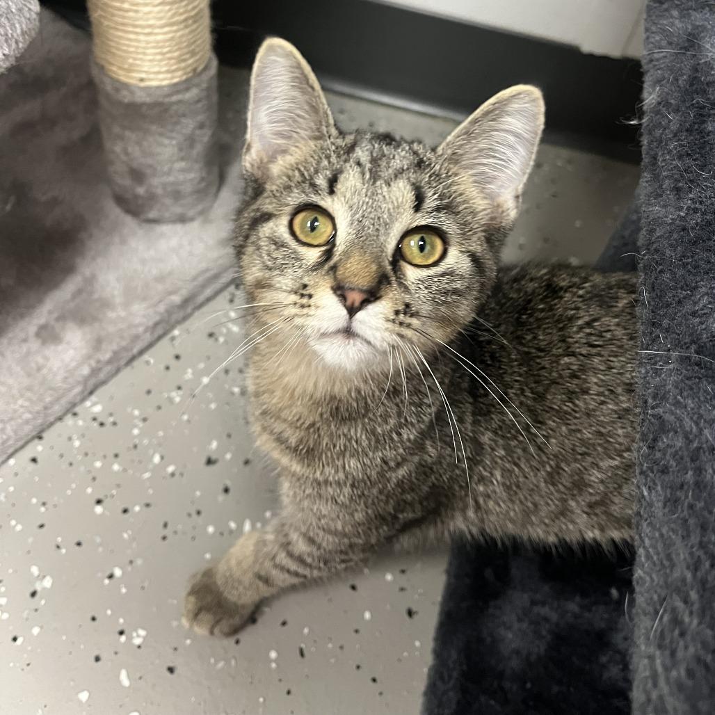 Enlarge Birch, a Adoptable mixed breed in La Grange, KY image 2/2