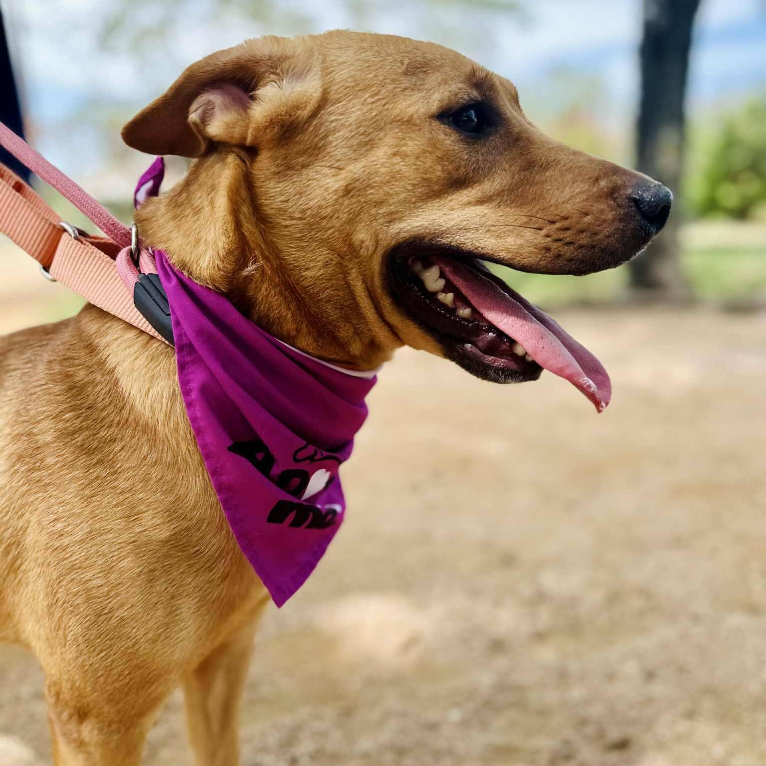 Gigi — thumbnail 2