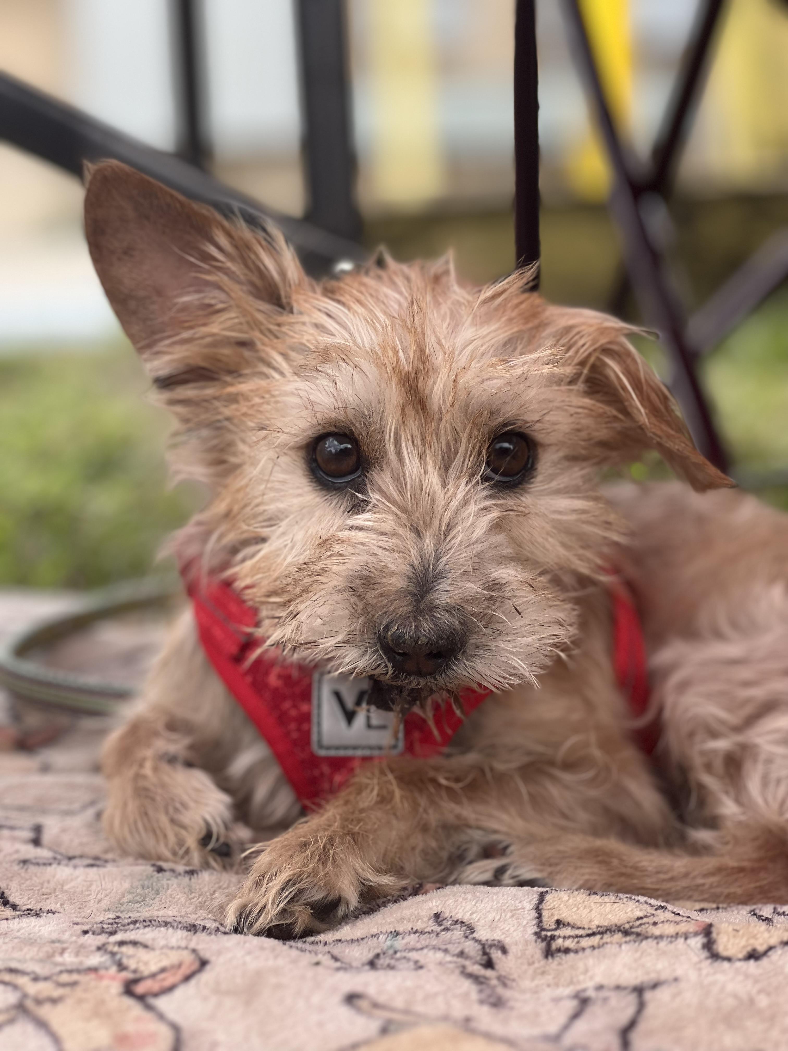 Sonny, a Adopted mixed breed in Thonotosassa, FL image 5/6
