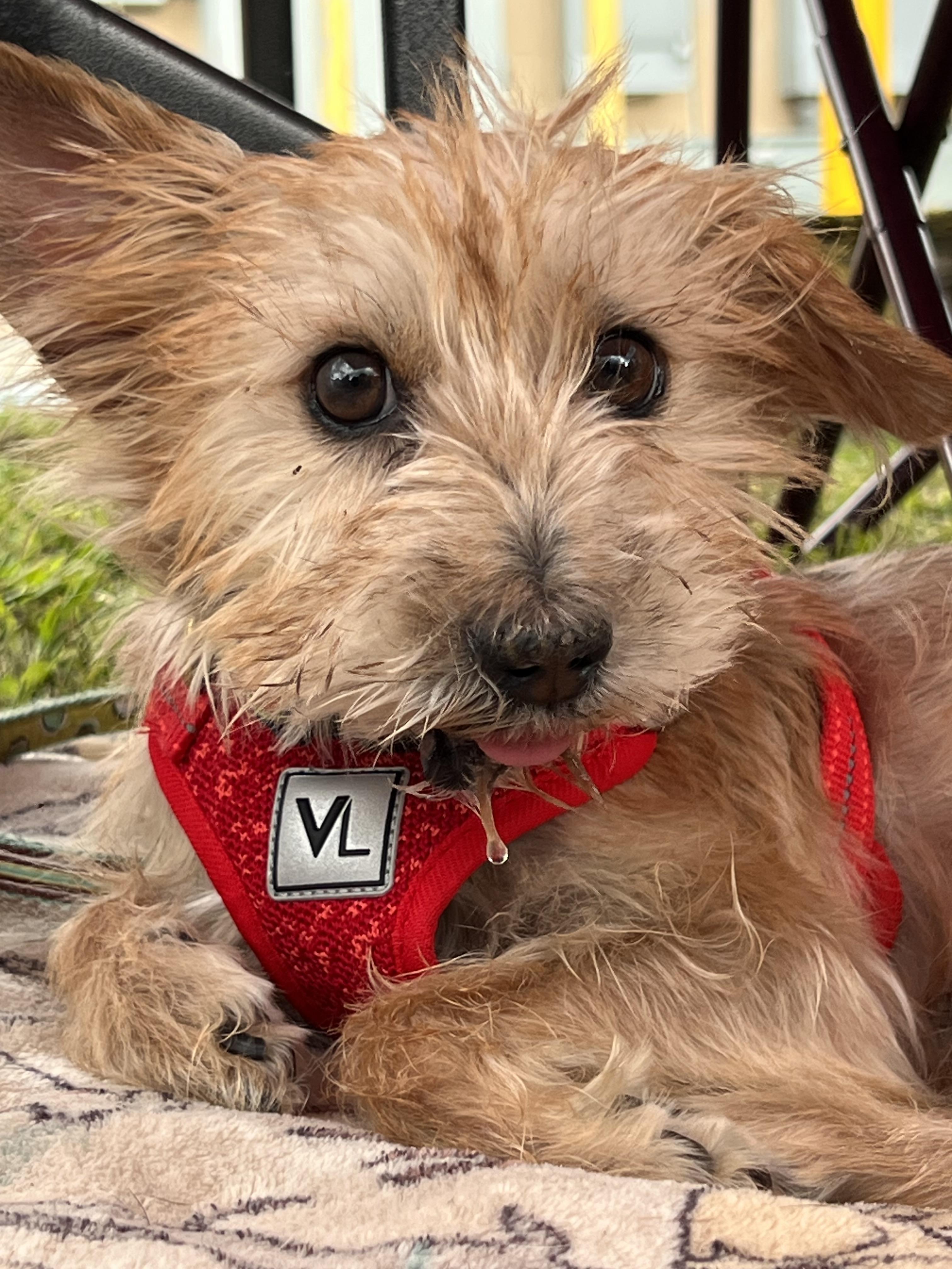 Sonny, a Adopted mixed breed in Thonotosassa, FL image 6/6