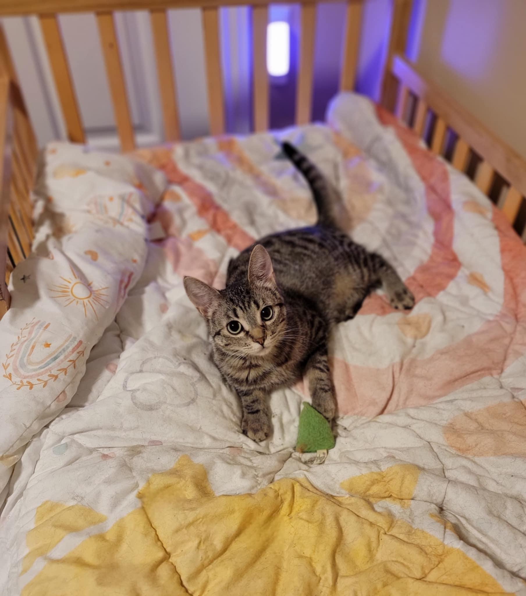 Enlarge Autumn, a ADOPTABLE Domestic Short Hair in Shakespeare, ON image 1/1