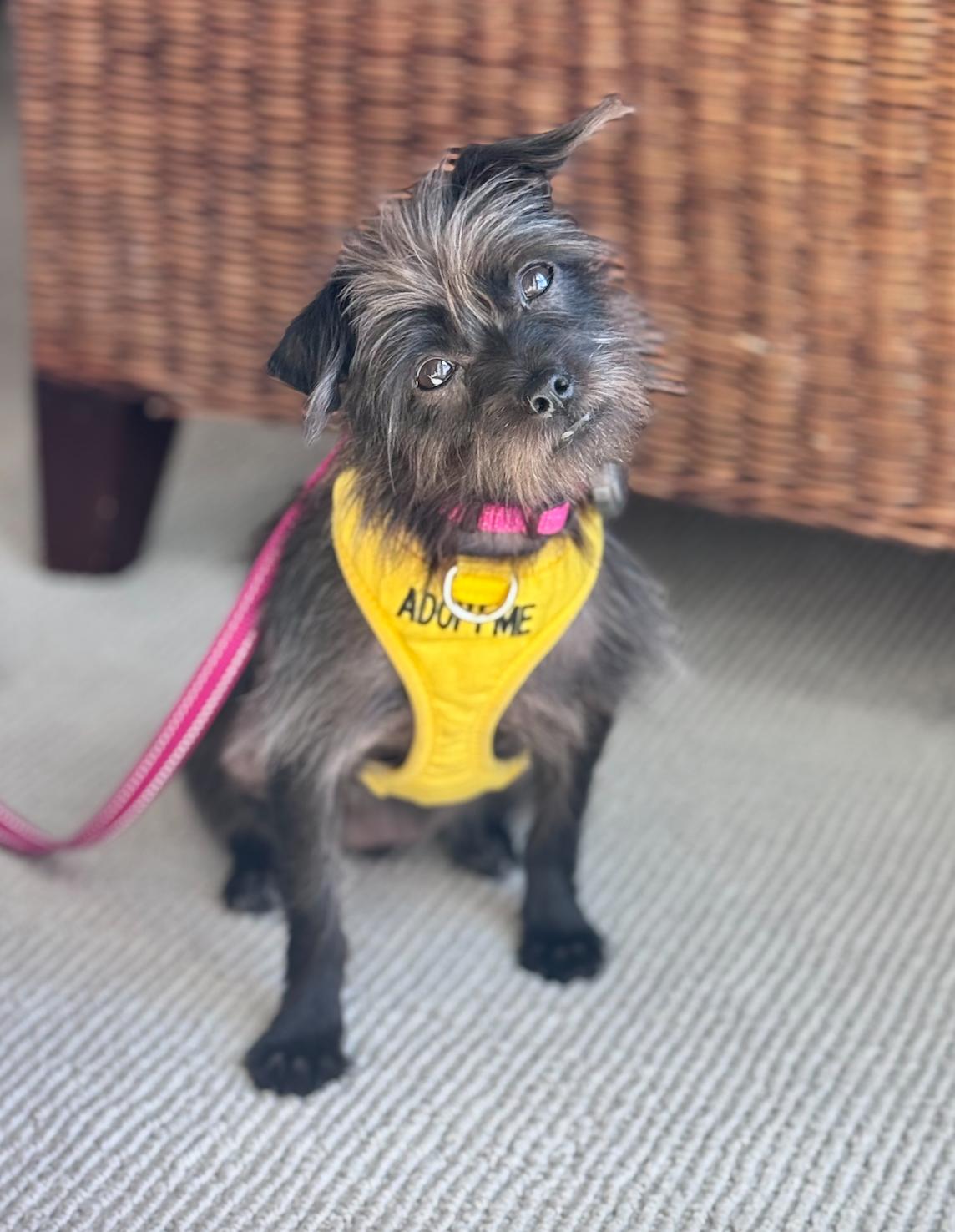 Enlarge Lulu, an adopted mixed breed in Newport Beach, CA image 5/6