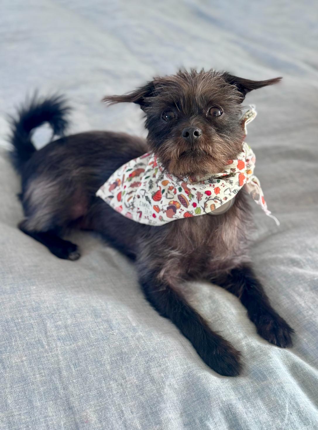 Enlarge Lulu, an adopted mixed breed in Newport Beach, CA image 3/6