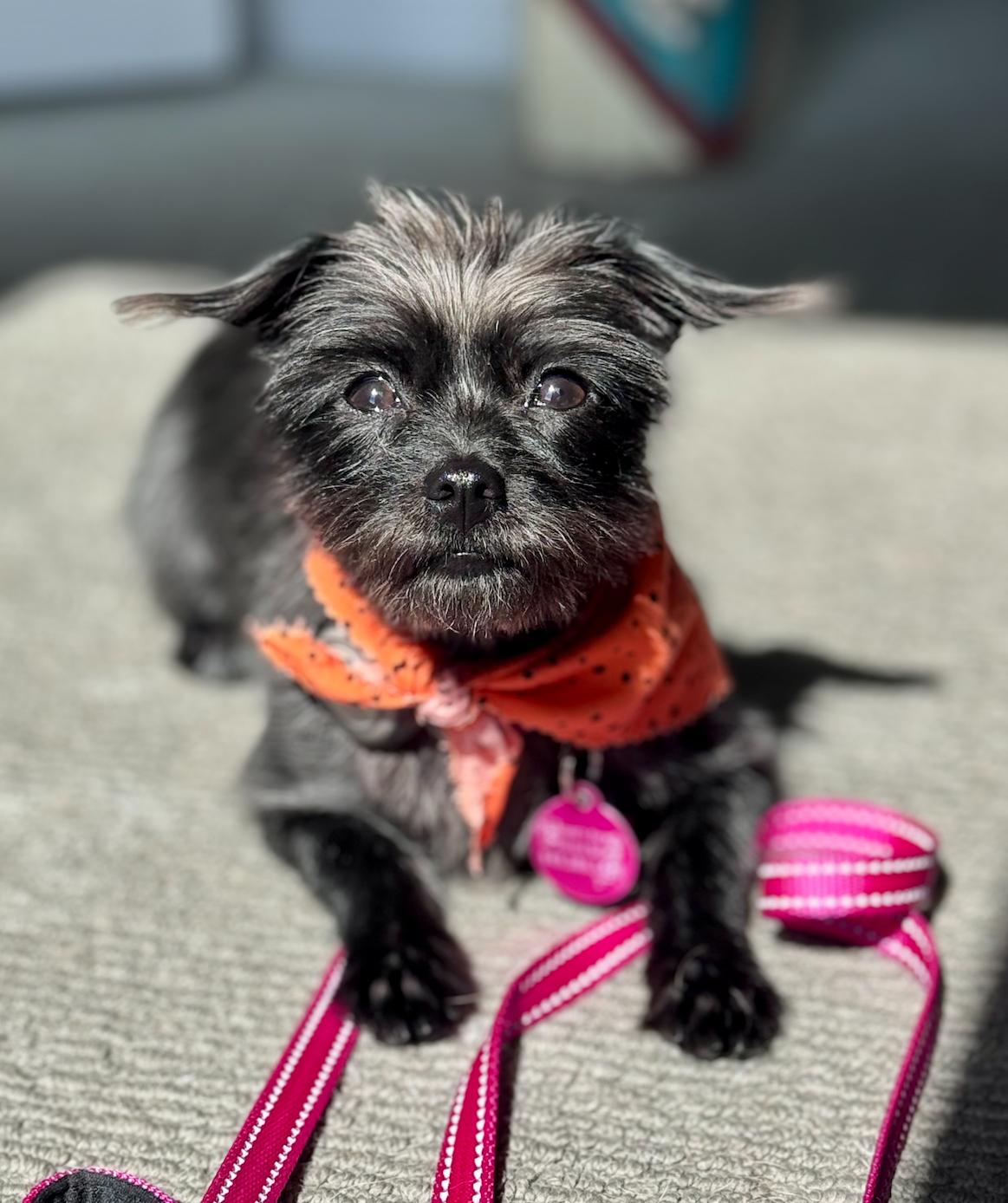 Enlarge Lulu, an adopted mixed breed in Newport Beach, CA image 4/6