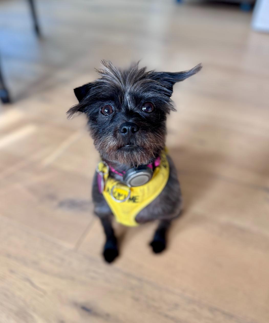 Enlarge Lulu, an adopted mixed breed in Newport Beach, CA image 2/6
