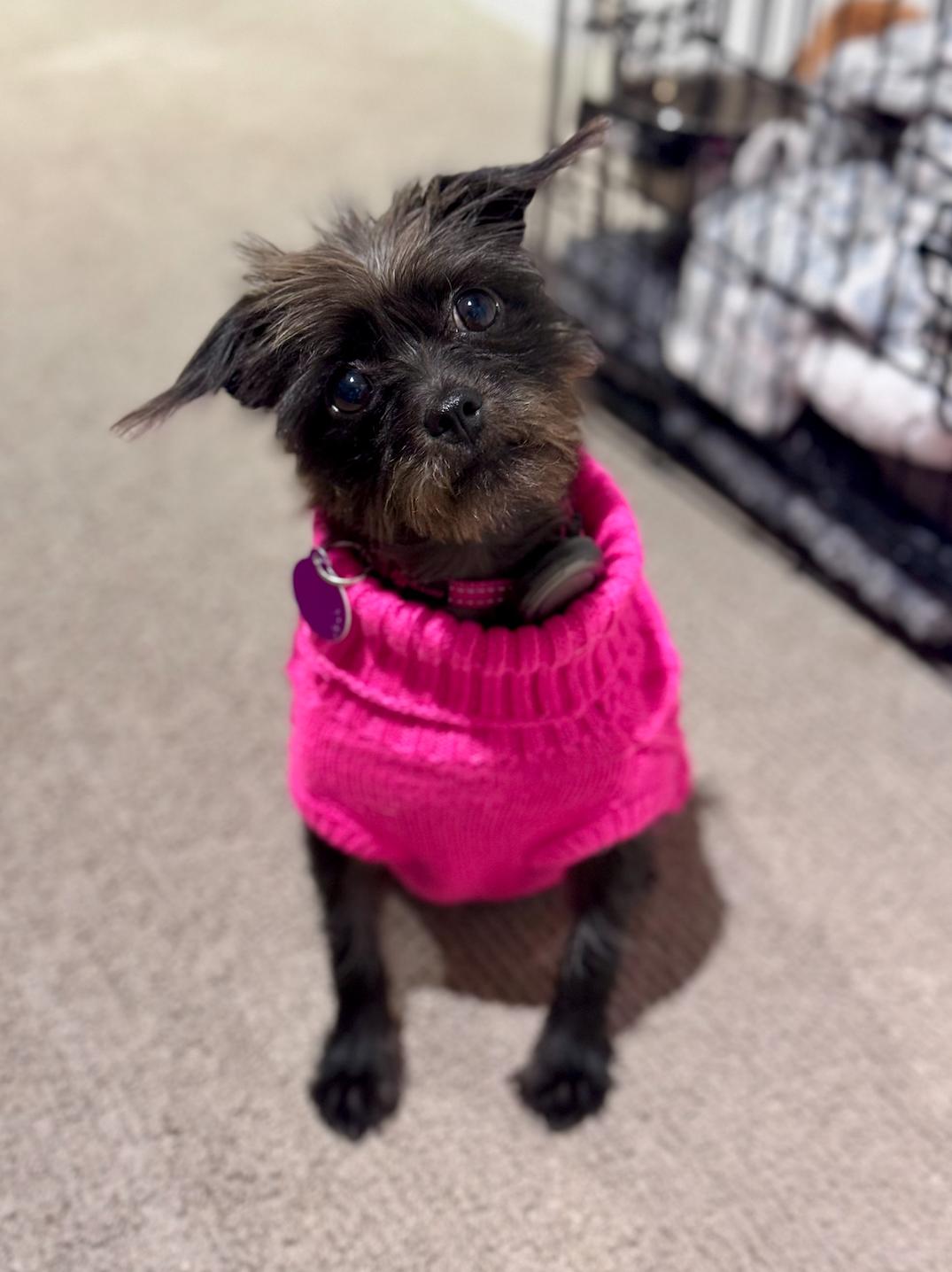 Lulu, adopted, Young Female Yorkshire Terrier & Cairn Terrier.