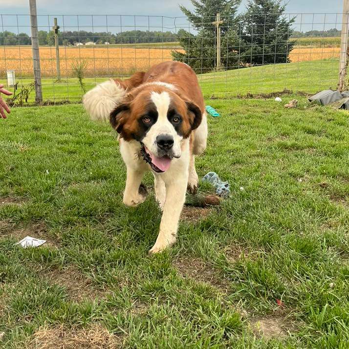 Enlarge Layla, a Adopted Saint Bernard in Snover, MI image 1/1