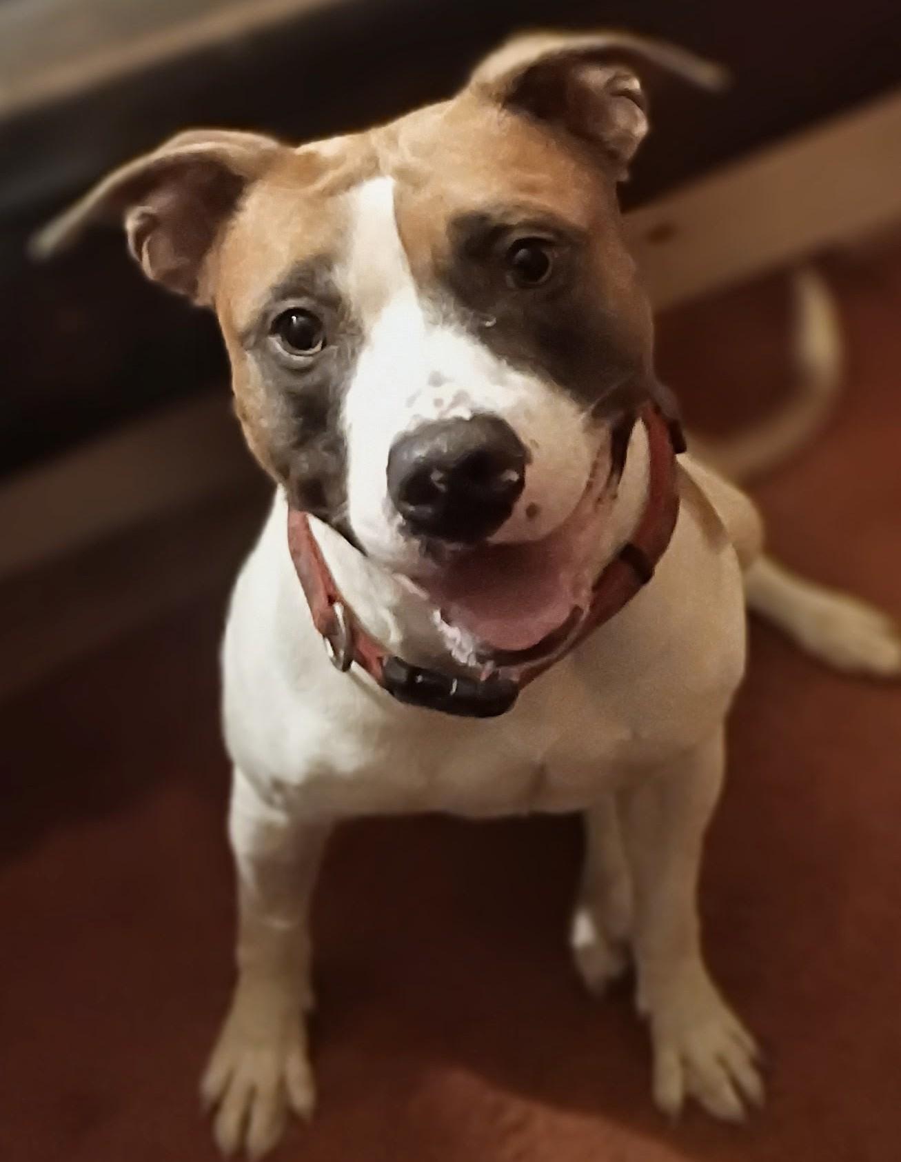 Rocko. Partner/ Pal. Foster or adopt