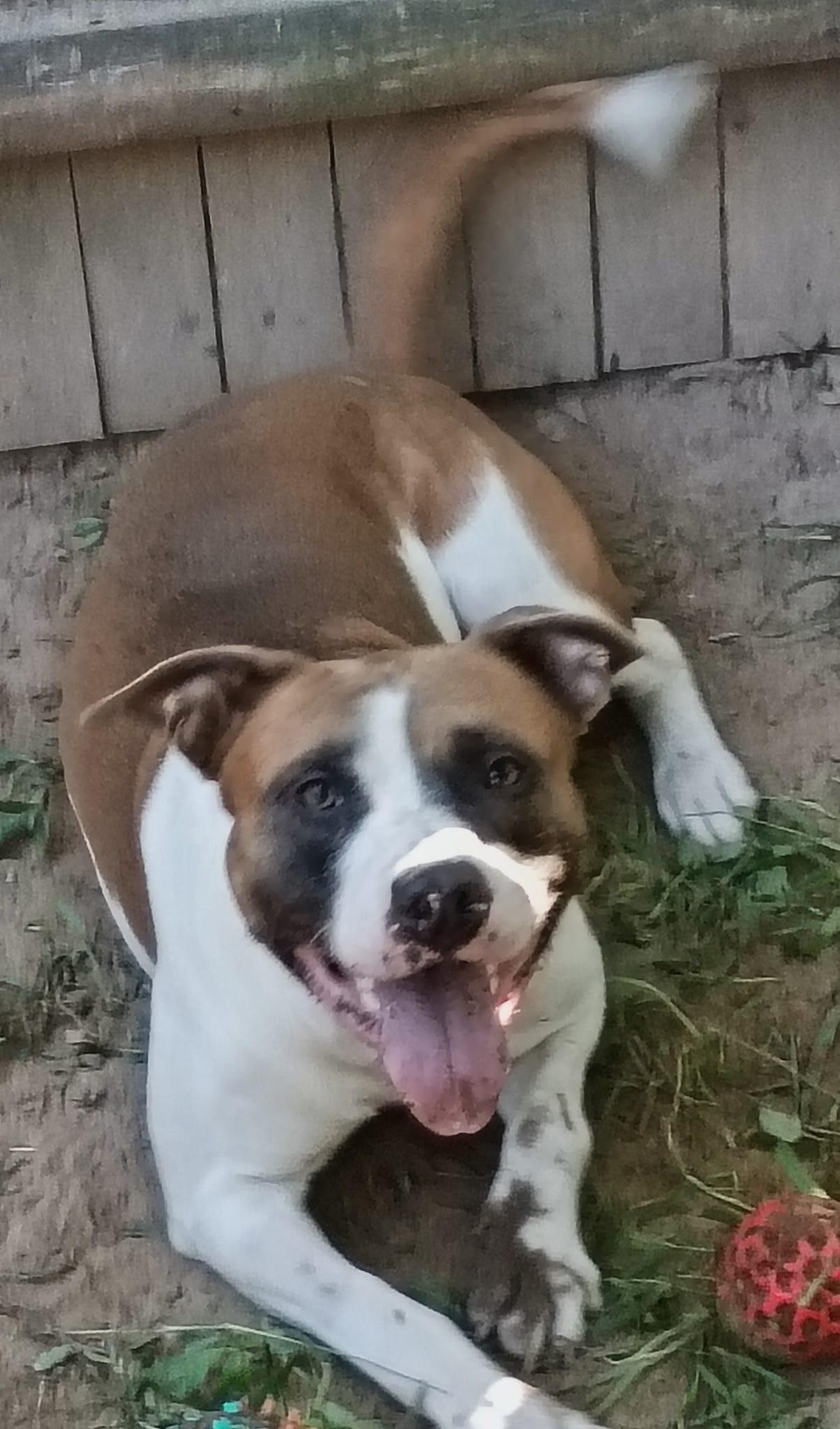Enlarge Rocko. Partner/ Pal. Foster or adopt, a Adoptable mixed breed in Brooklyn, NY image 2/4