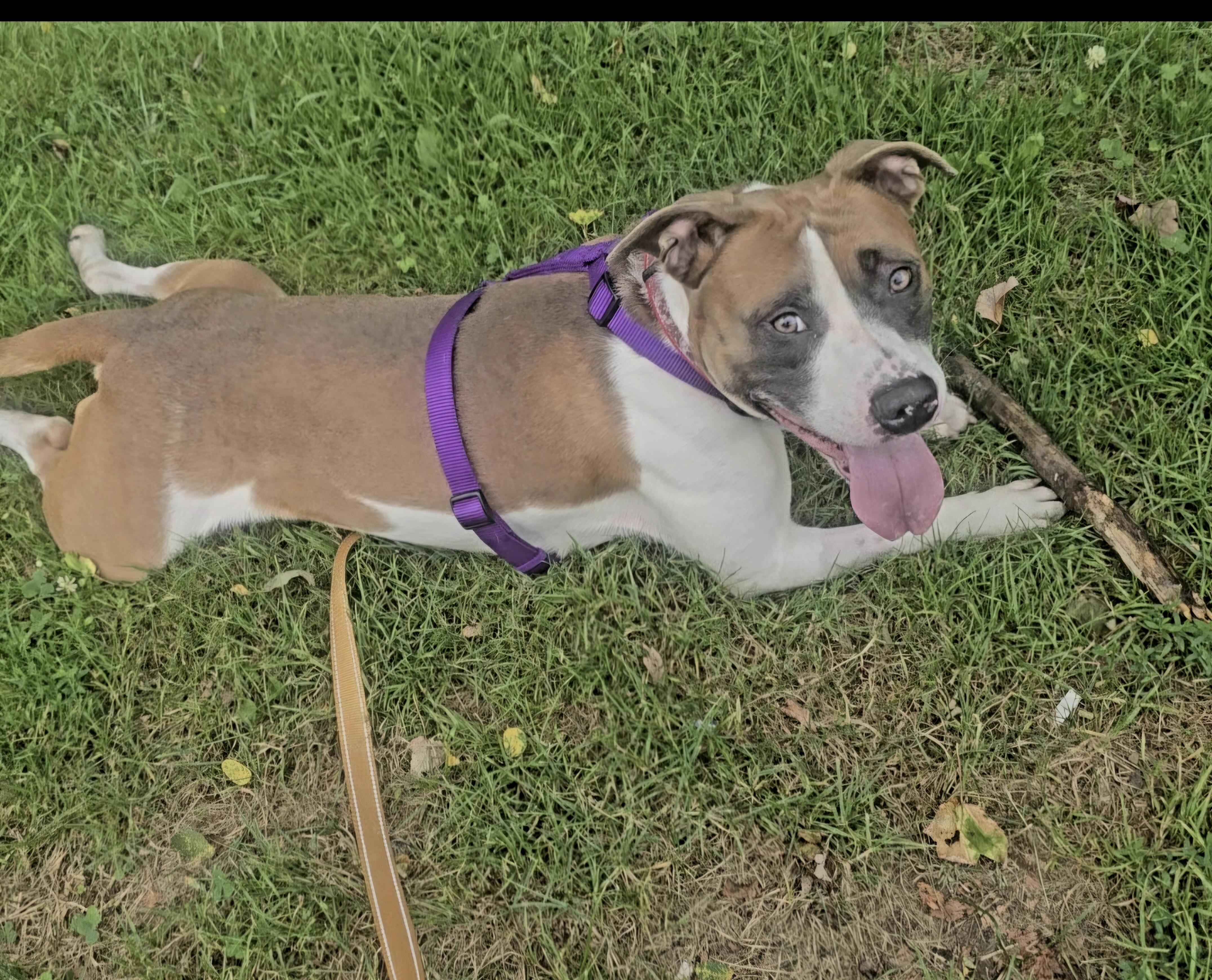 Enlarge Rocko. Partner/ Pal. Foster or adopt, a Adoptable mixed breed in Brooklyn, NY image 3/4