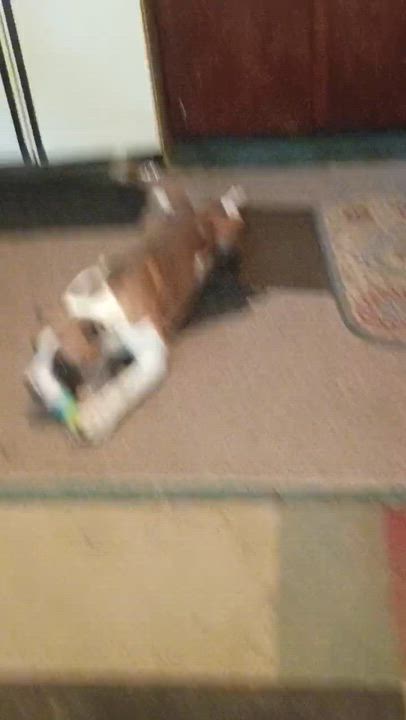 Enlarge Rocko. Partner/ Pal. Foster or adopt, a Adoptable mixed breed in Brooklyn, NY video 4/4
