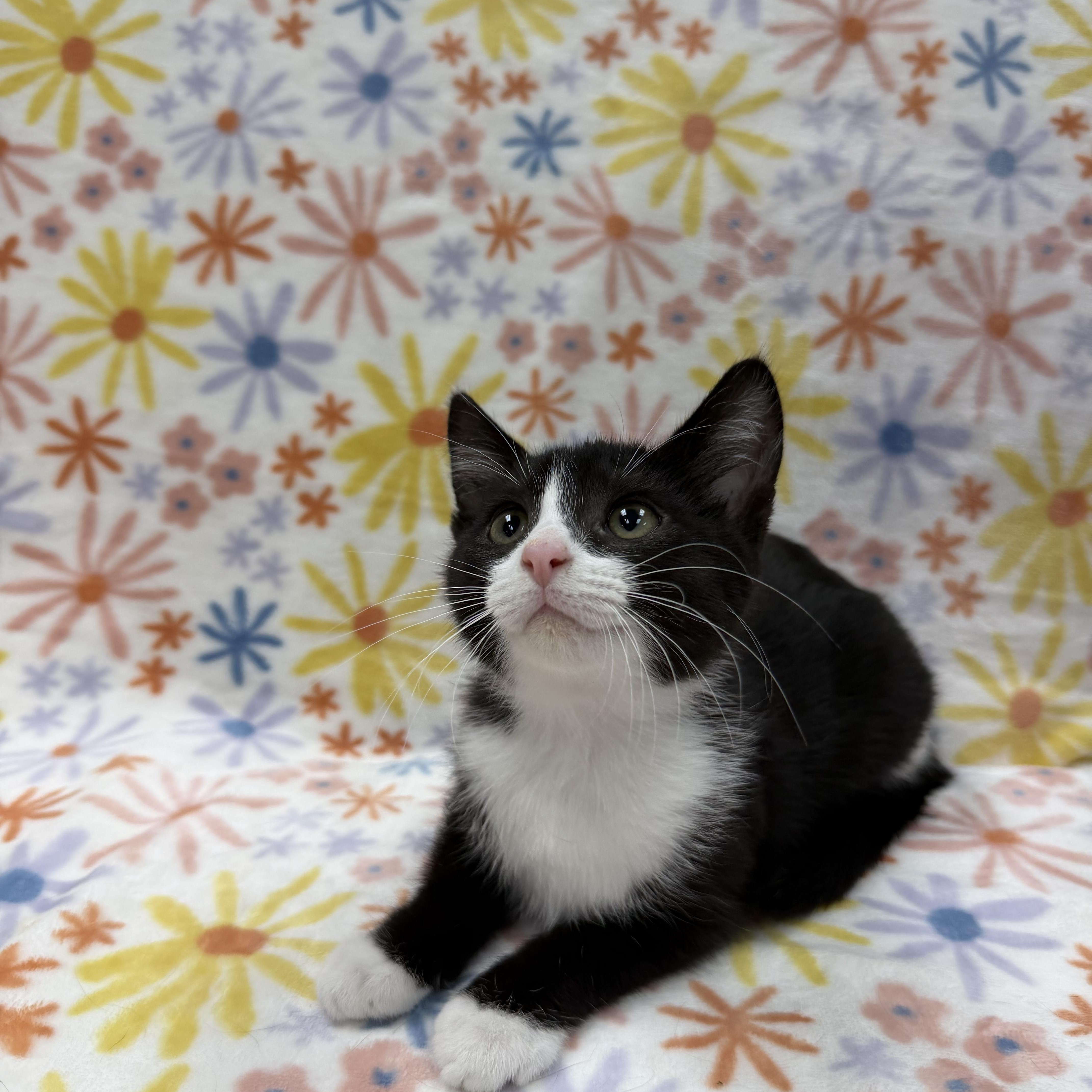 Enlarge Snowdrop, a ADOPTABLE Domestic Short Hair in Columbus, OH image 5/5