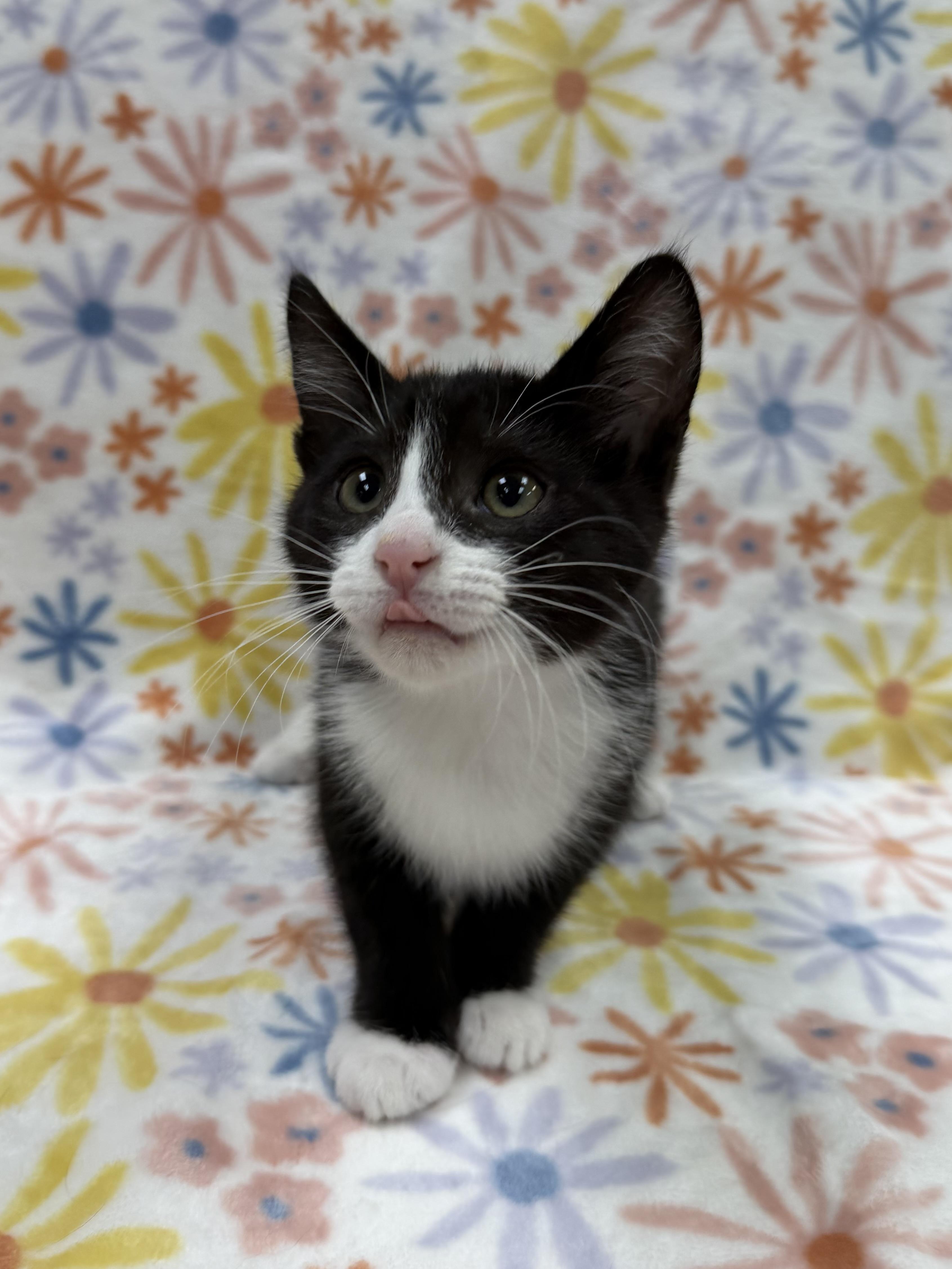 Enlarge Snowdrop, a ADOPTABLE Domestic Short Hair in Columbus, OH image 3/5