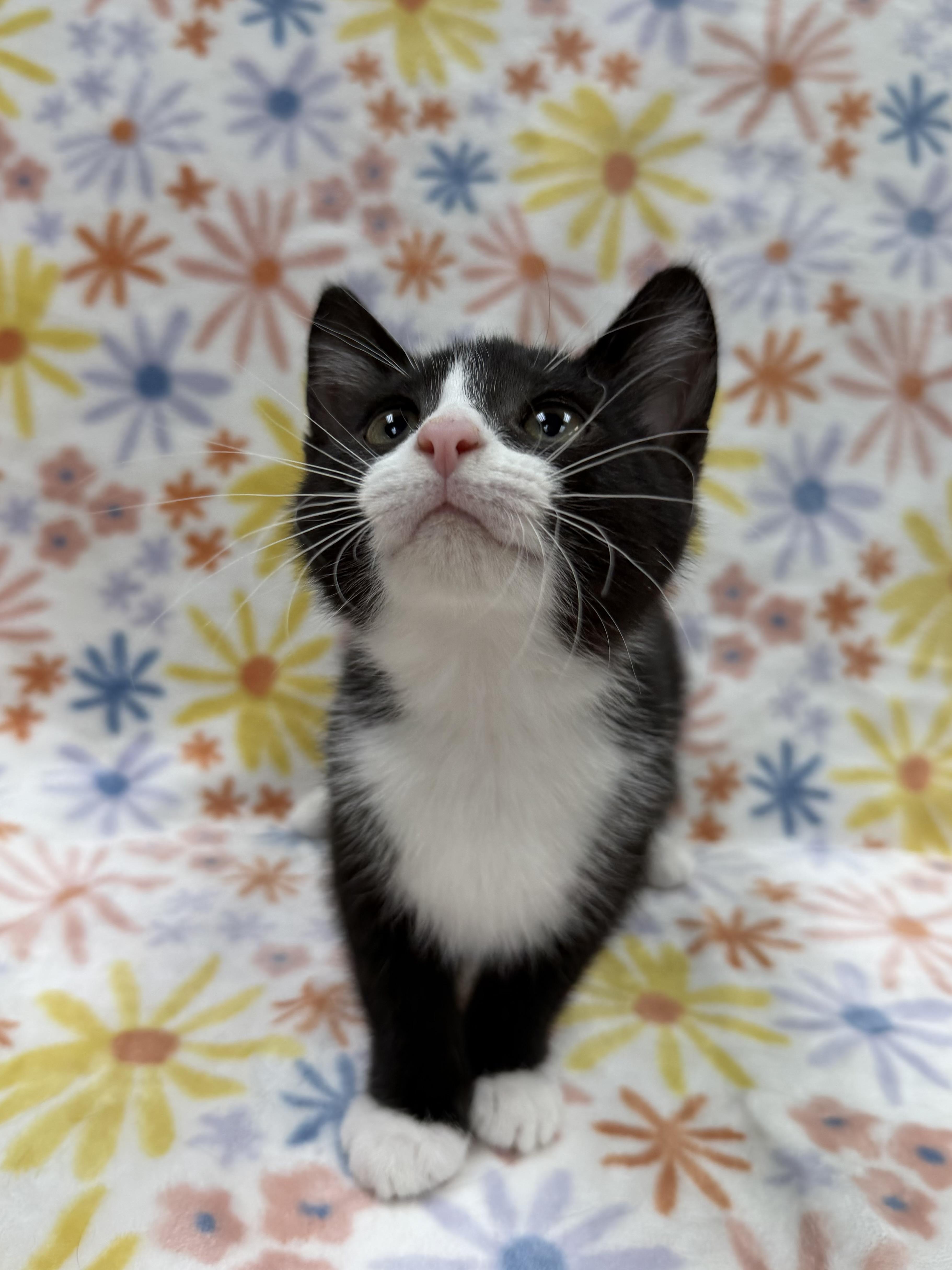 Enlarge Snowdrop, a ADOPTABLE Domestic Short Hair in Columbus, OH image 4/5