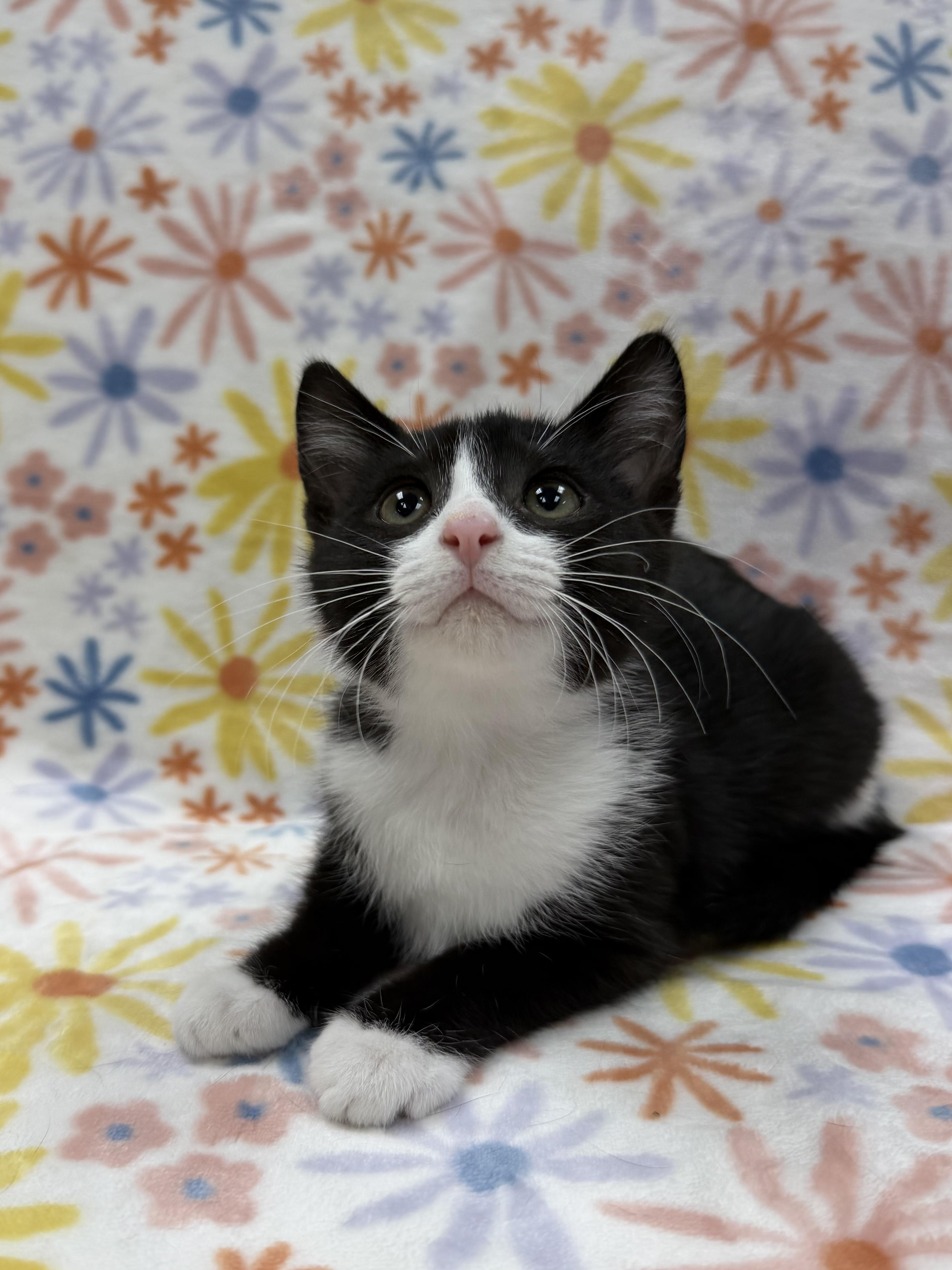 Snowdrop, ADOPTABLE, Kitten Female Domestic Short Hair.