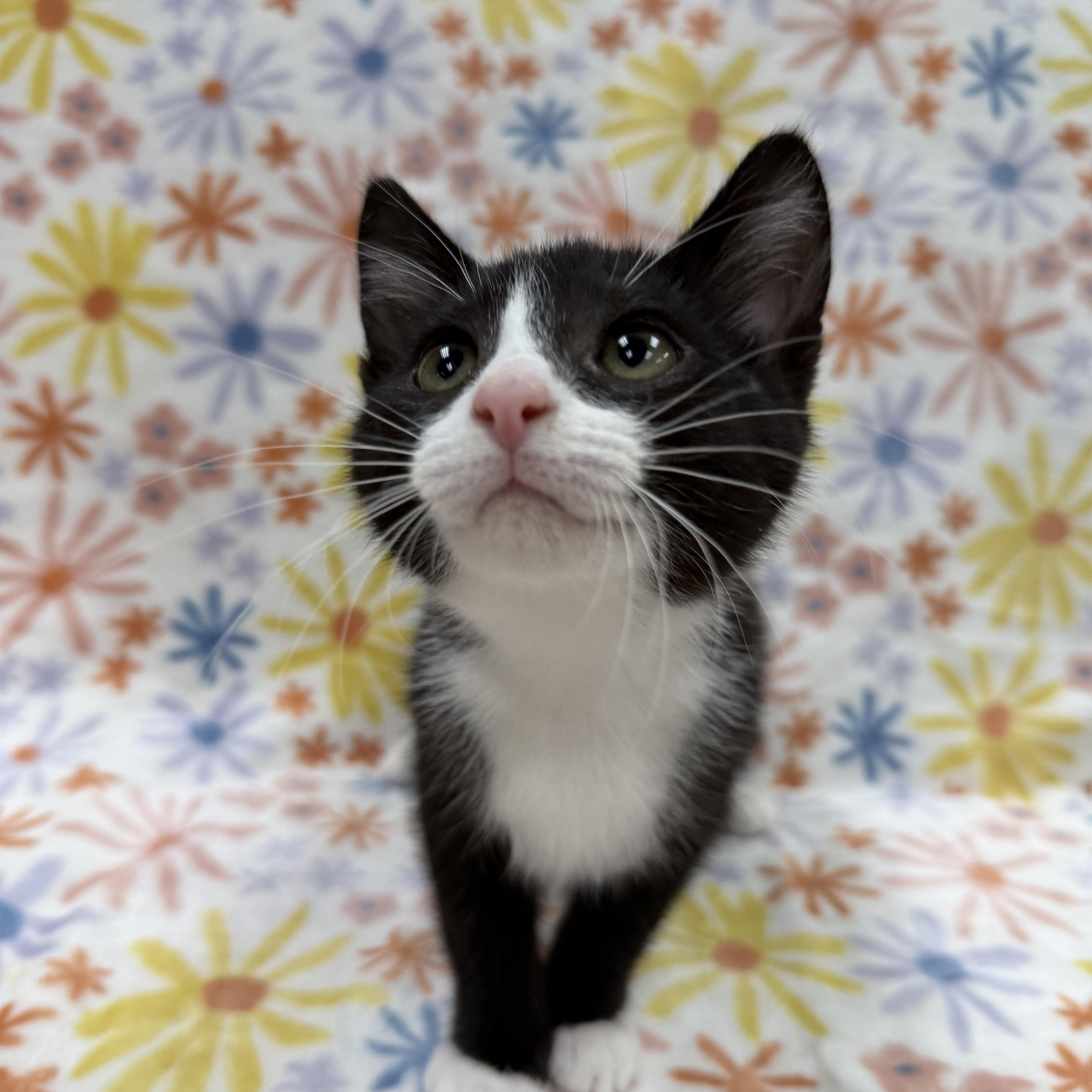 Enlarge Snowdrop, a ADOPTABLE Domestic Short Hair in Columbus, OH image 2/5
