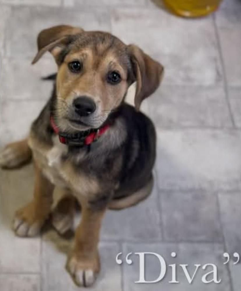 Enlarge Diva, a Adopted mixed breed in Statesville, NC image 2/6