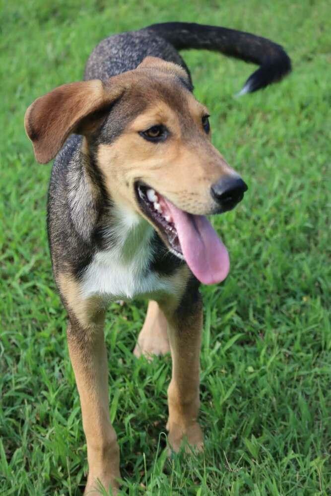 Enlarge Diva, a Adopted mixed breed in Statesville, NC image 3/6