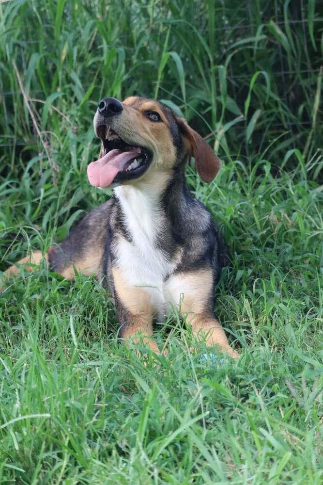 Enlarge Diva, a Adopted mixed breed in Statesville, NC image 4/6