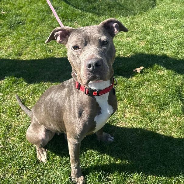 Enlarge Raven, a Adoptable Pit Bull Terrier in Northbrook, IL image 1/6