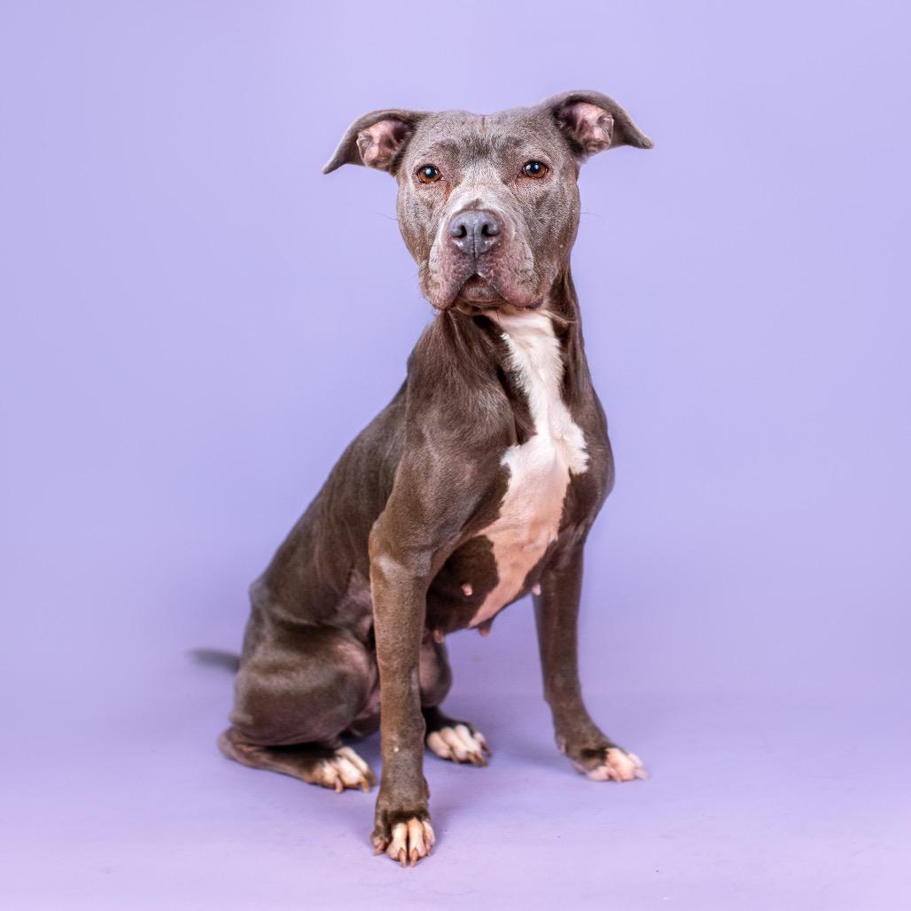 Raven, Adoptable, Adult Female Pit Bull Terrier.