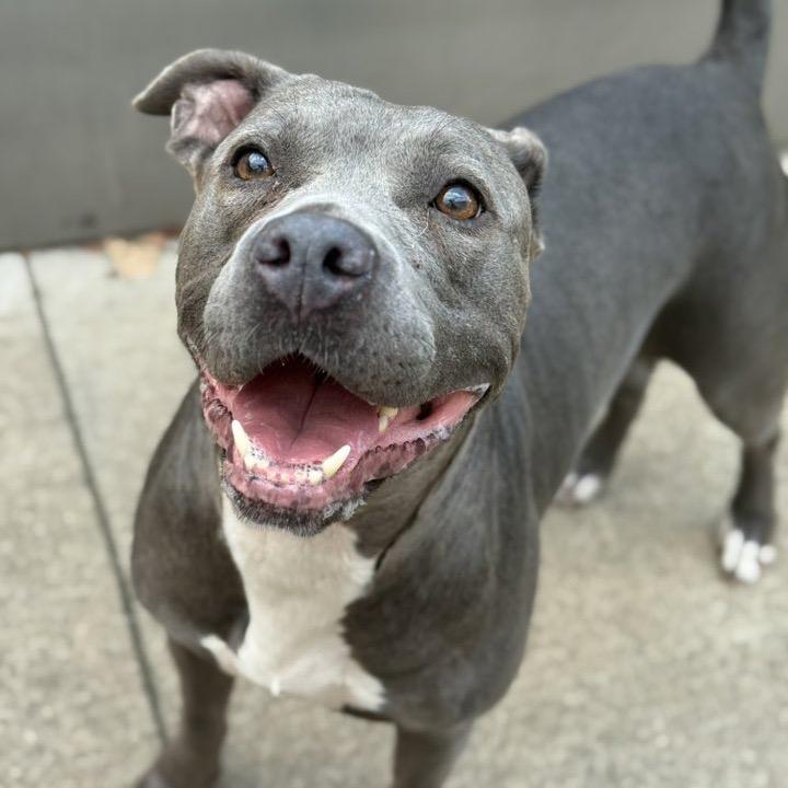Raven, a Adoptable Pit Bull Terrier in Northbrook, IL image 2/6