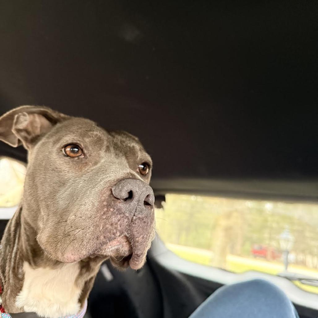 Raven, a Adoptable Pit Bull Terrier in Northbrook, IL image 3/6