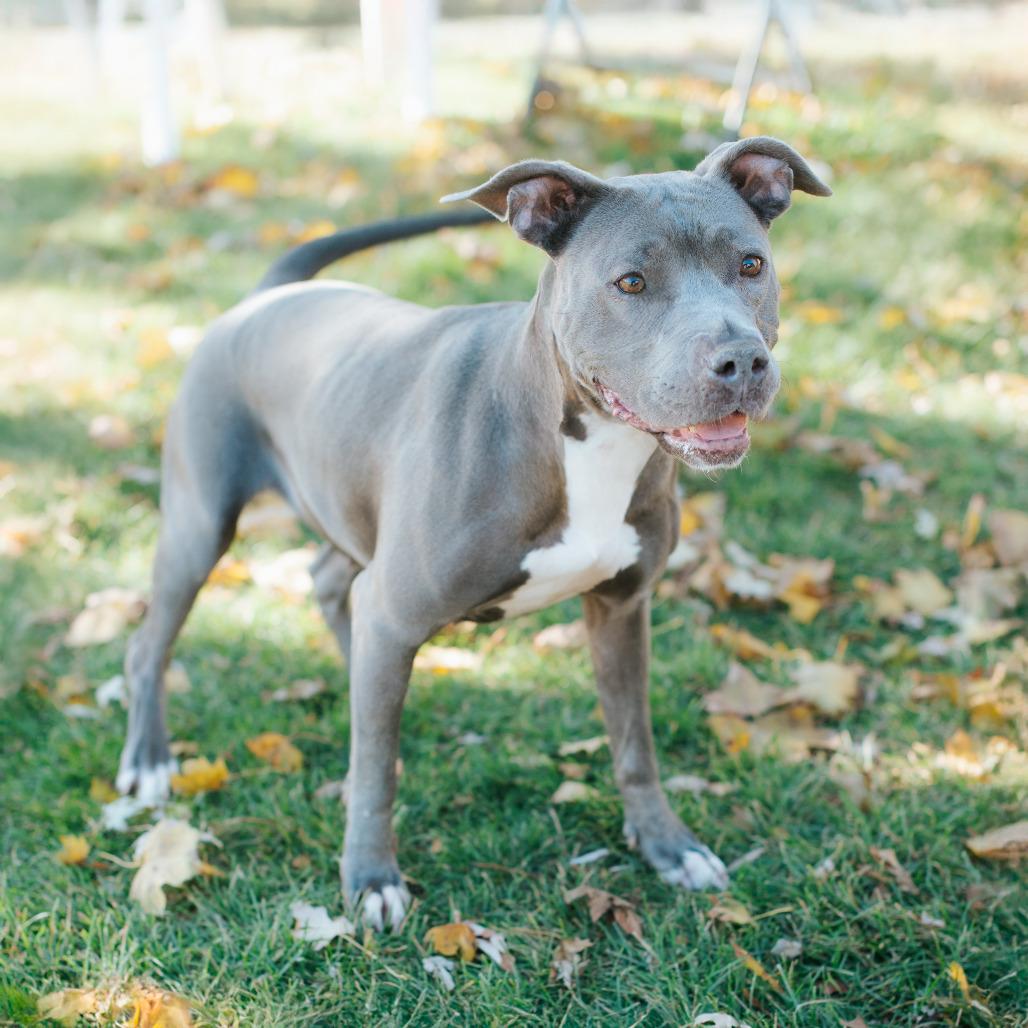 Raven, a Adoptable Pit Bull Terrier in Northbrook, IL image 4/6