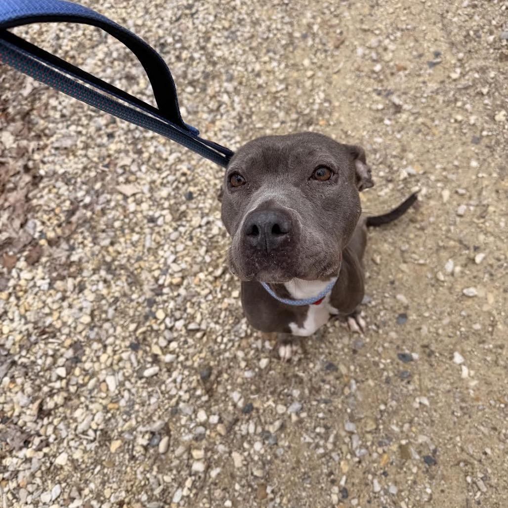 Raven, a Adoptable Pit Bull Terrier in Northbrook, IL image 5/6