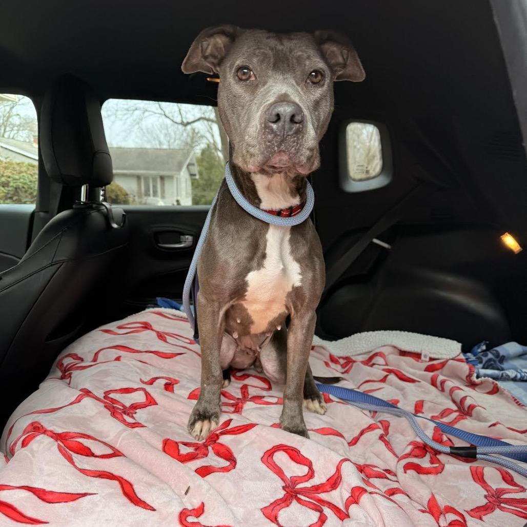 Raven, a Adoptable Pit Bull Terrier in Northbrook, IL image 6/6