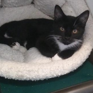 Enlarge Purrsephone, an adopted Domestic Short Hair in Libby, MT image 1/2