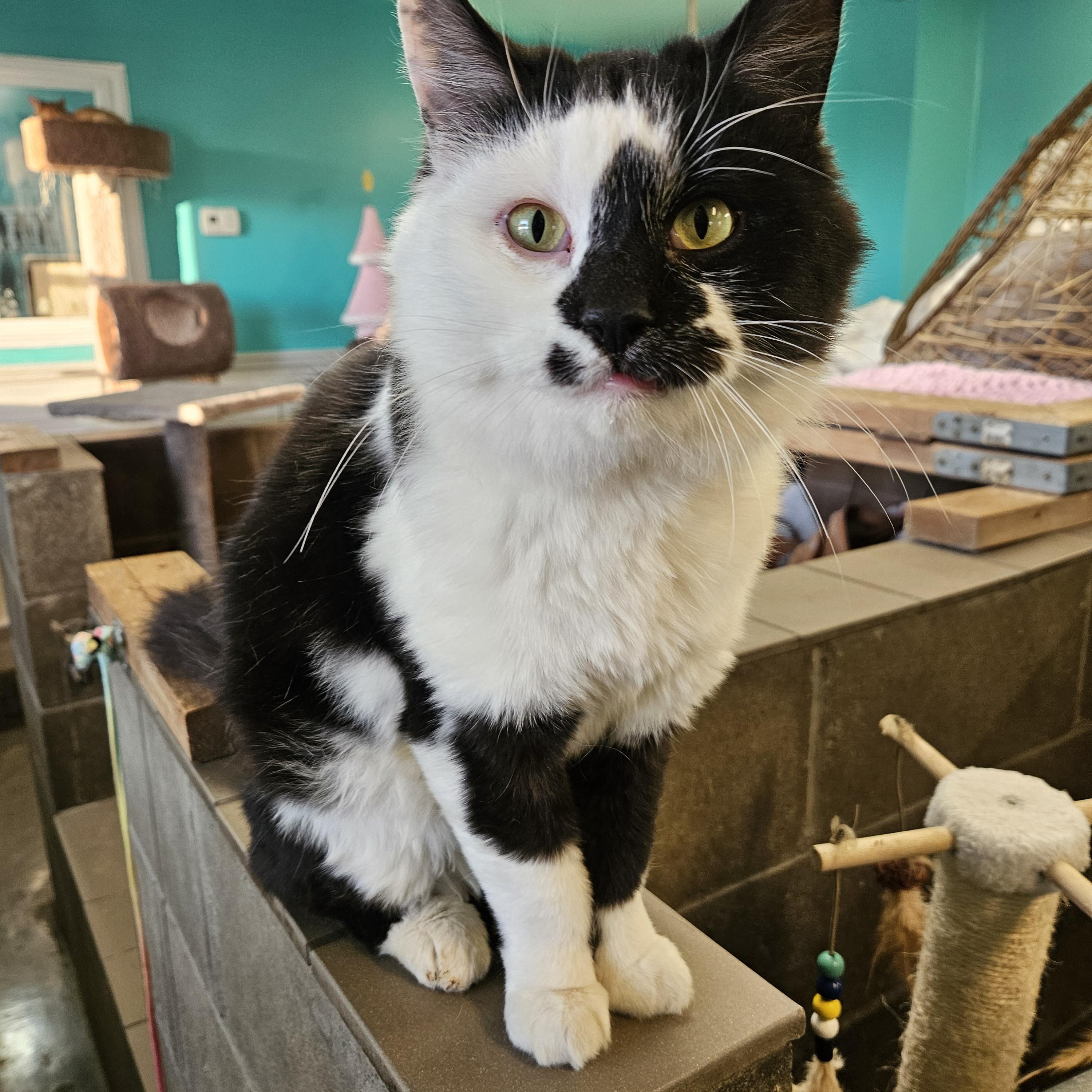 Coolio, an adopted Domestic Medium Hair in Petersburg, IN image 2/2