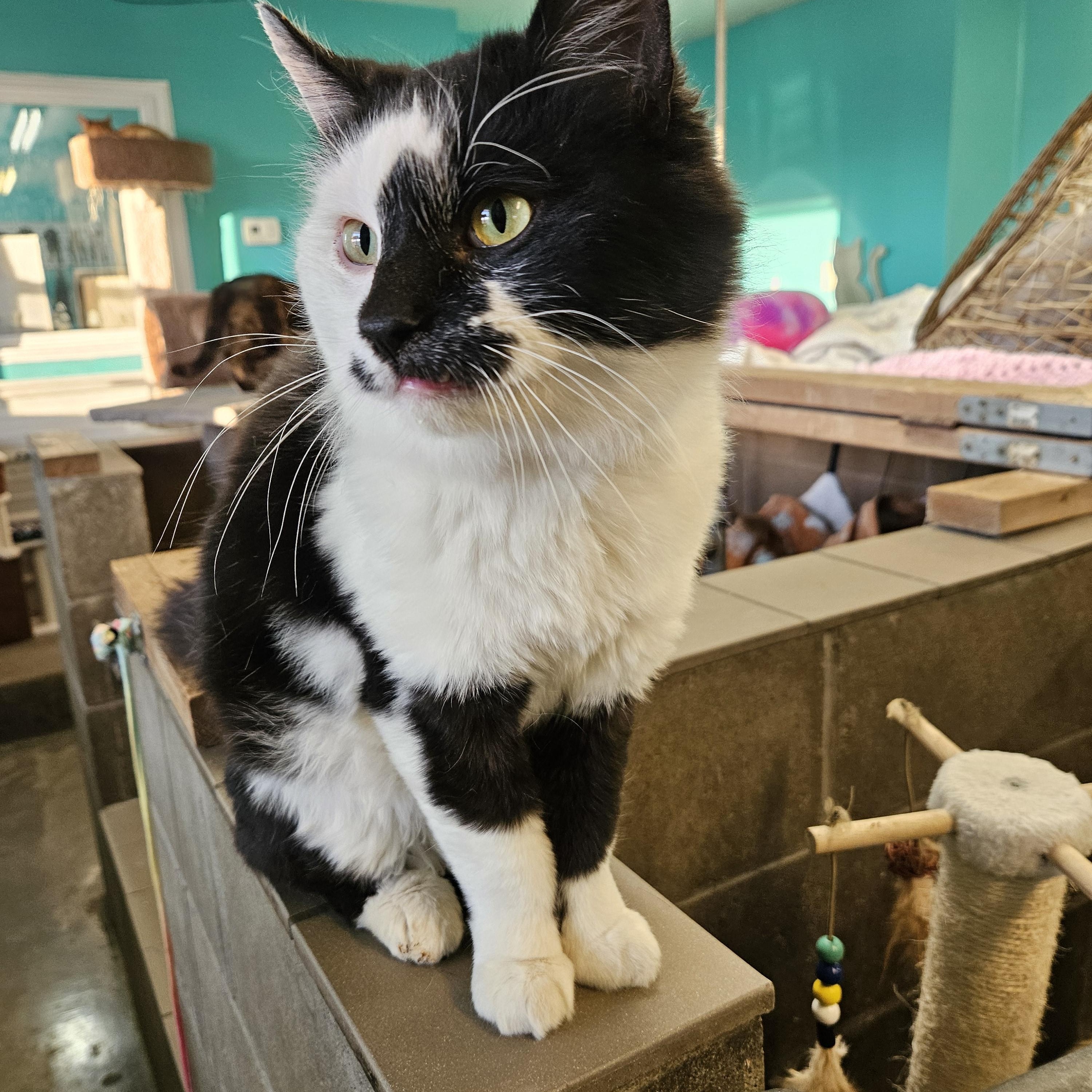 Coolio, adopted, Adult Male Domestic Medium Hair.