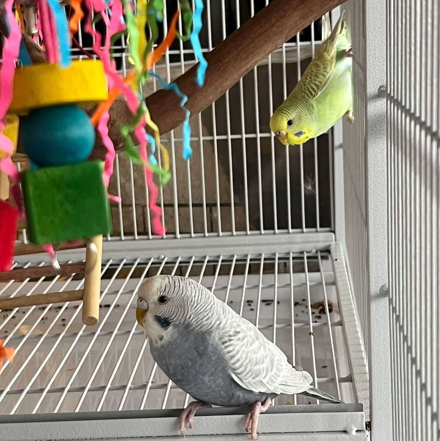 Enlarge Blueberry & Key Lime - Bonded Pair, a Adopted Parakeet (Other) in CHARLOTTE, NC image 1/1