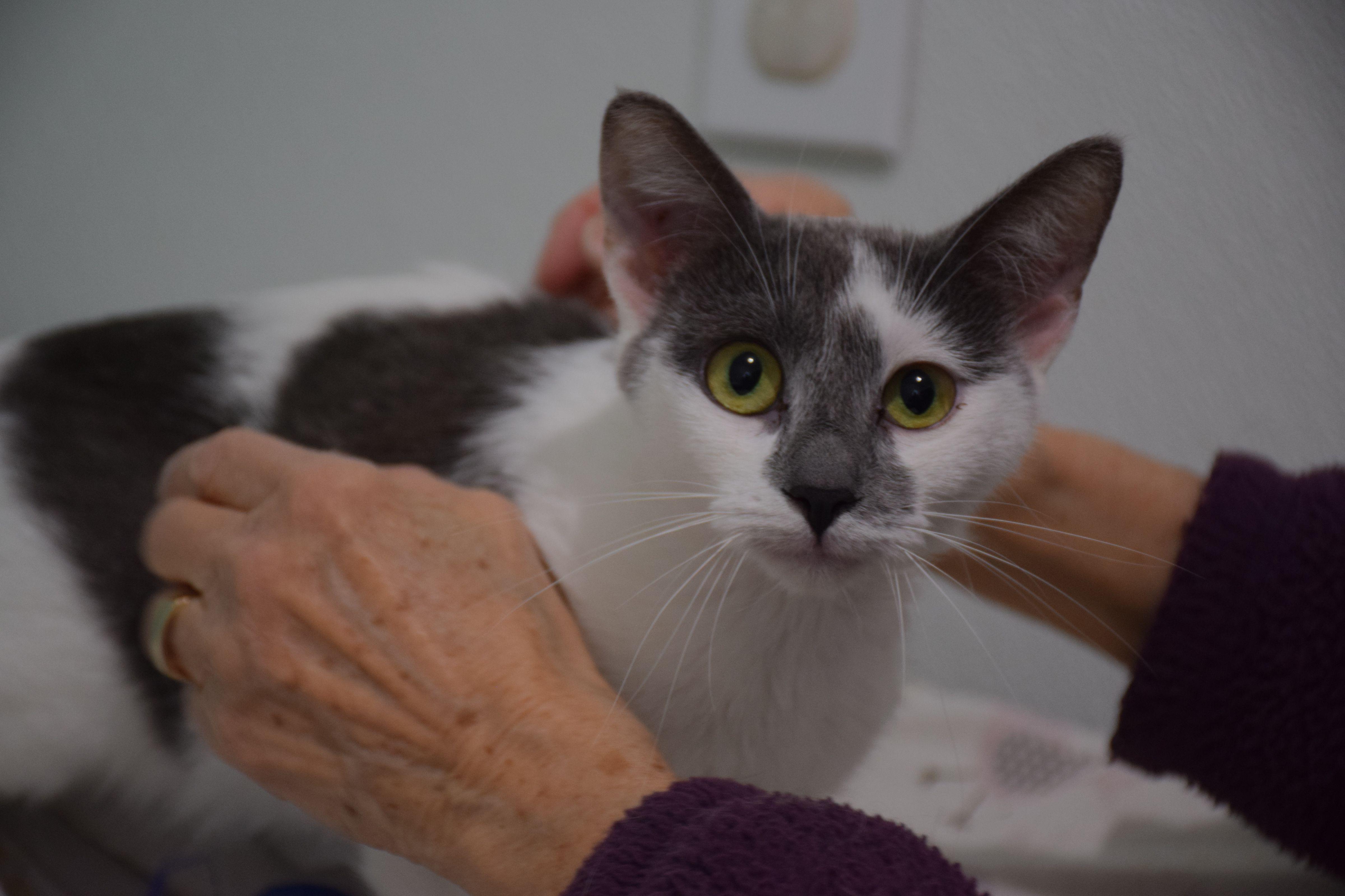 Enlarge Orion, a ADOPTABLE Domestic Short Hair in Claresholm, AB image 1/1