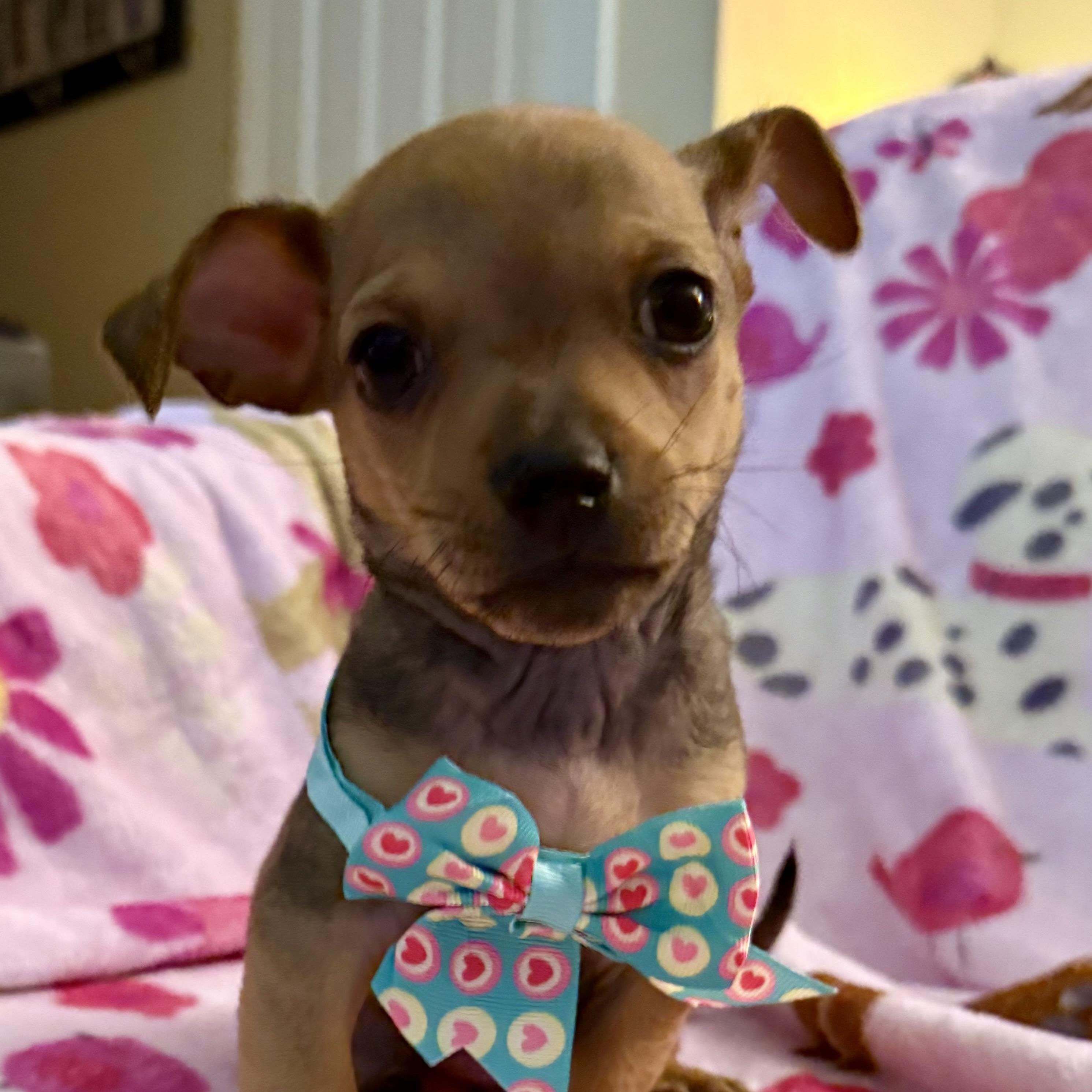 Pumba, a ADOPTABLE mixed breed in citrus heights, CA image 1/3