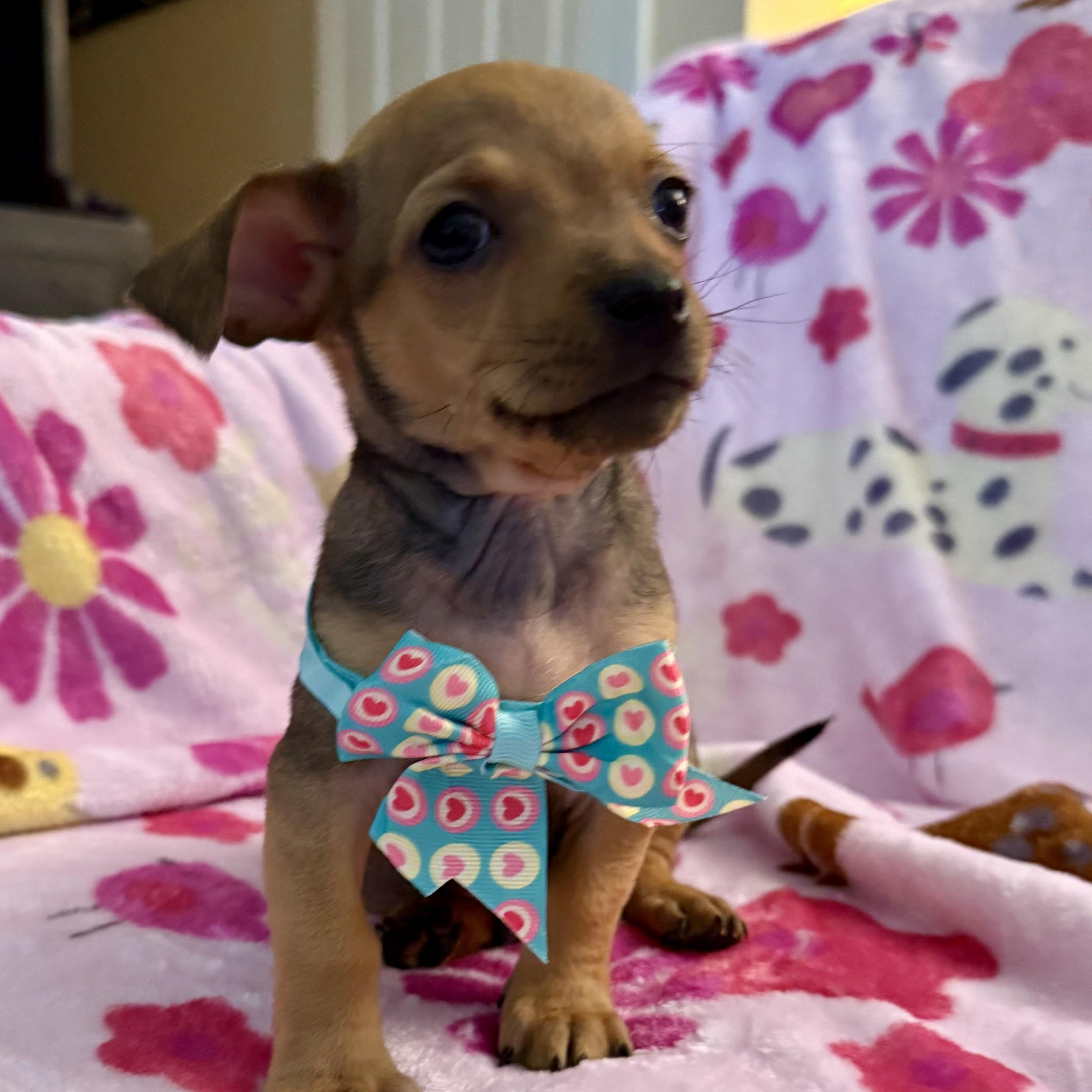 Pumba, a ADOPTABLE mixed breed in citrus heights, CA image 3/3