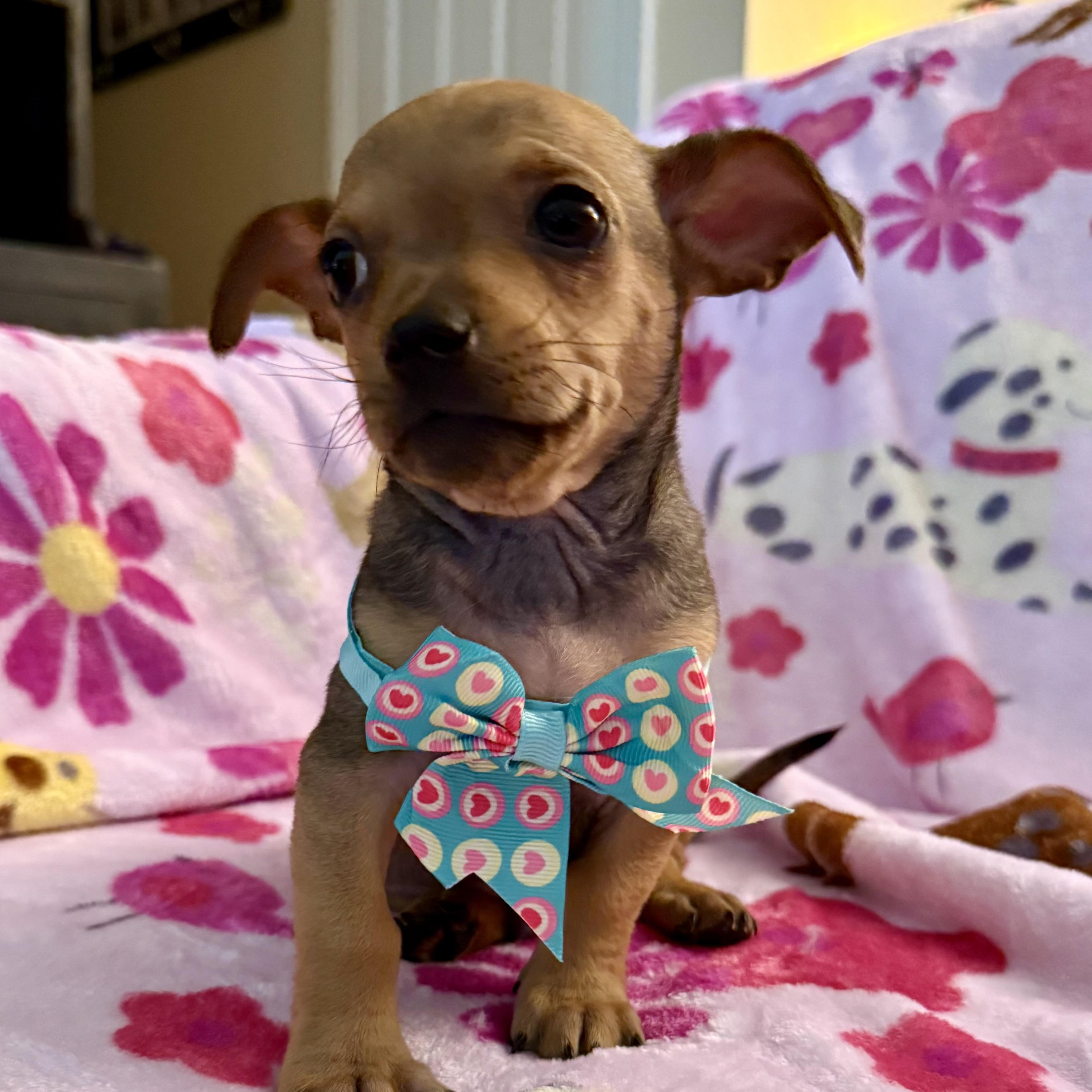 Pumba, a ADOPTABLE mixed breed in citrus heights, CA image 2/3