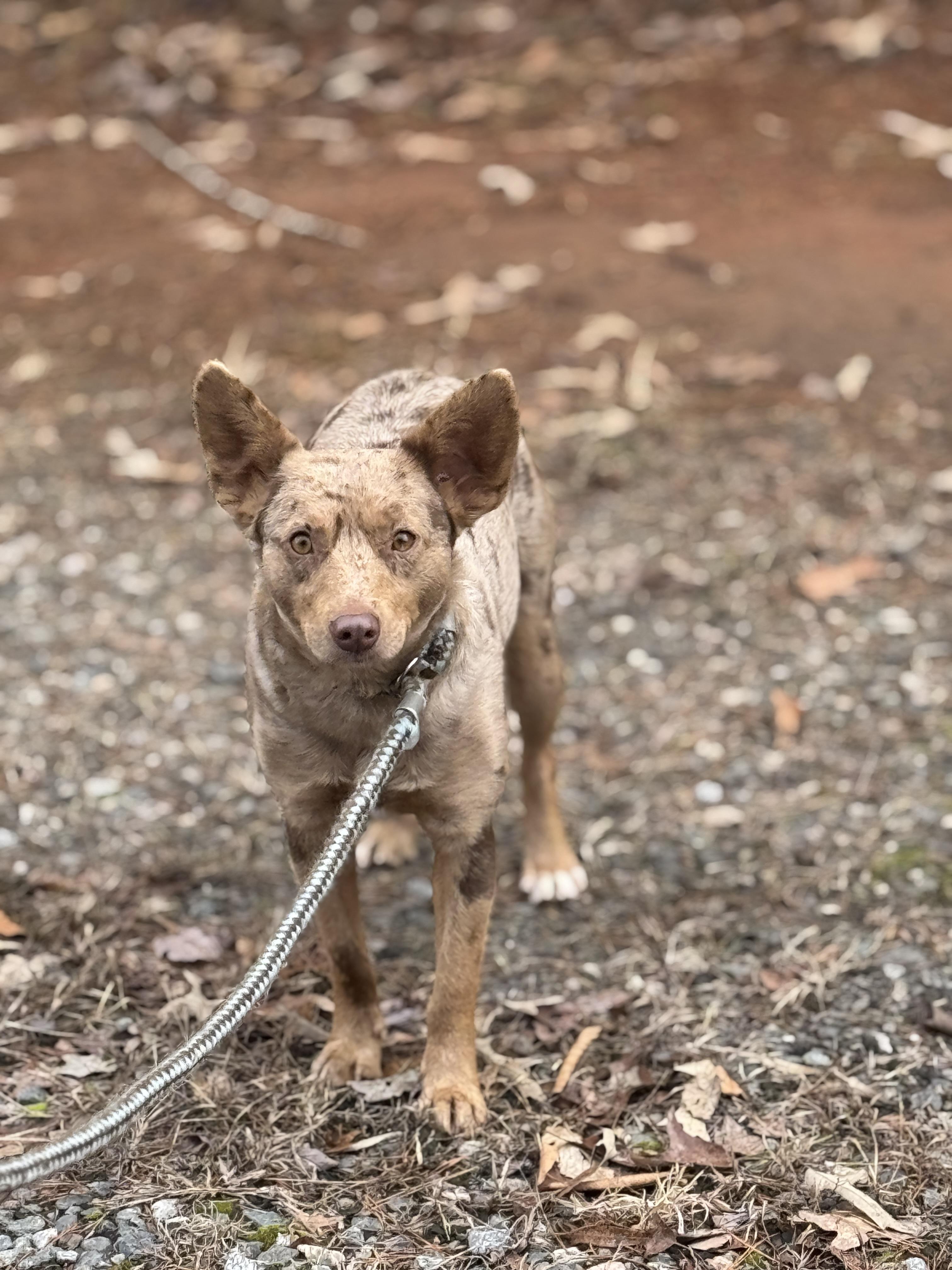 Avery, a ADOPTABLE mixed breed in Richmond, VA image 6/6
