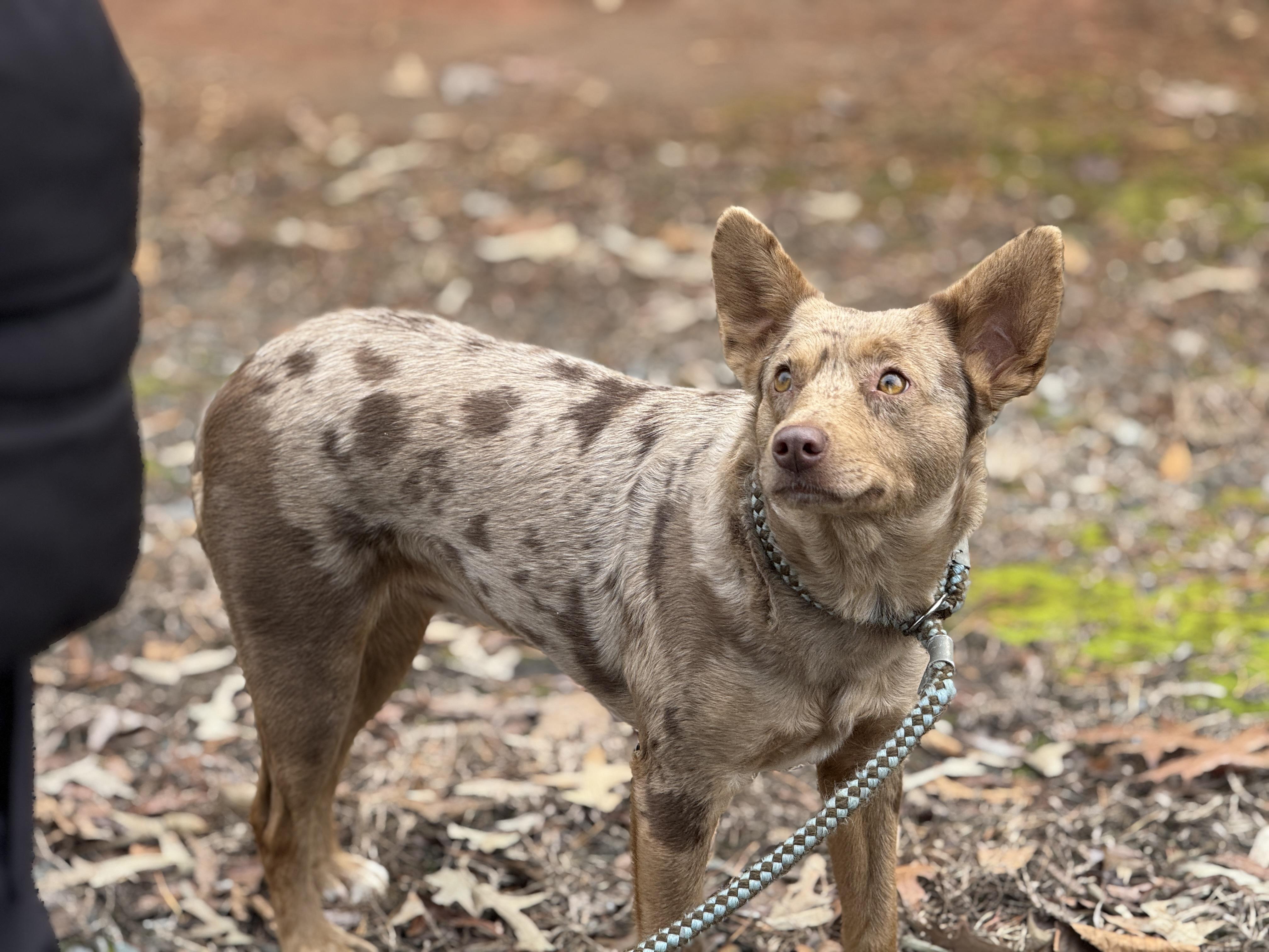 Avery, a ADOPTABLE mixed breed in Richmond, VA image 5/6