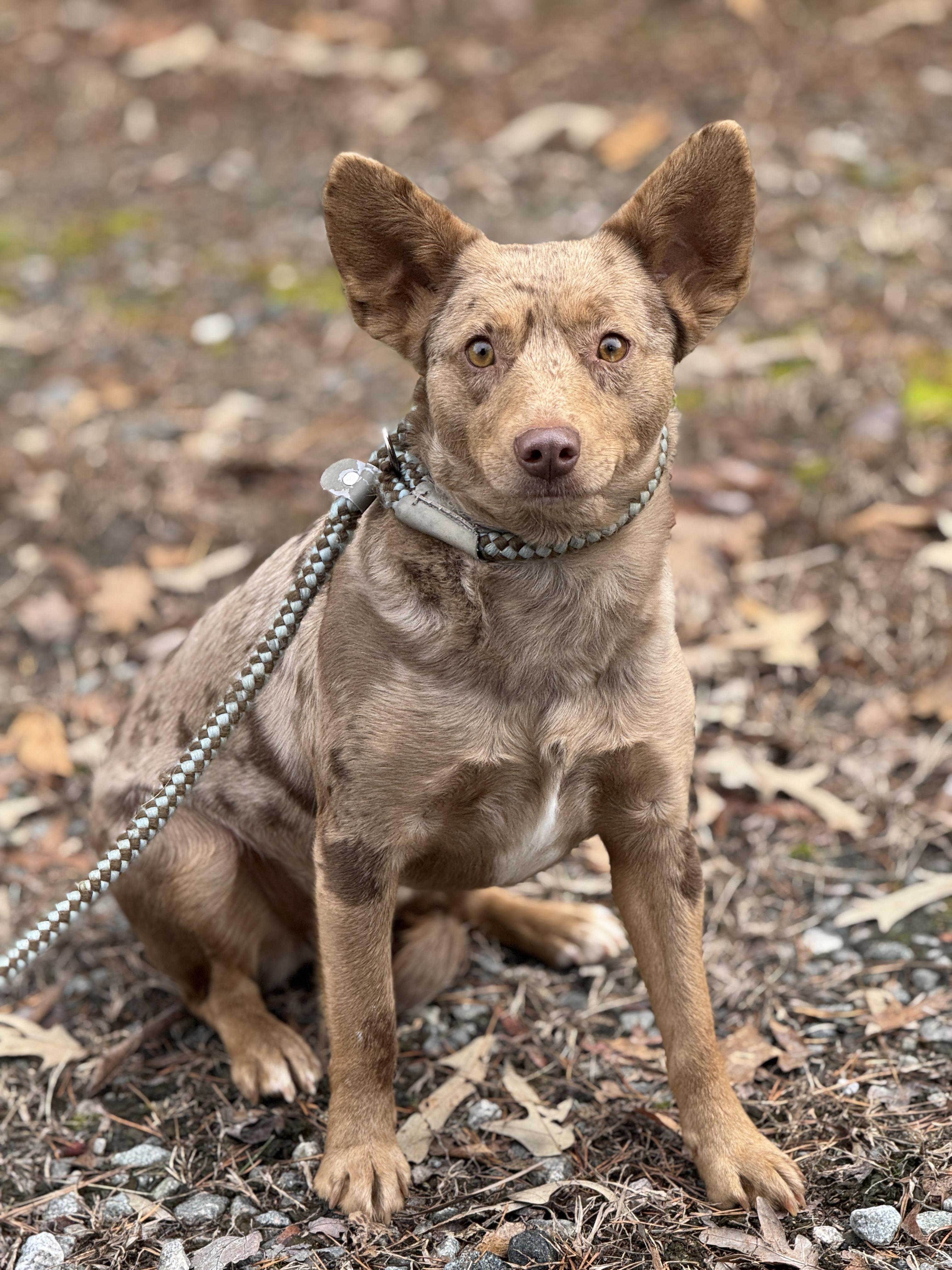 Avery, a ADOPTABLE mixed breed in Richmond, VA image 2/6