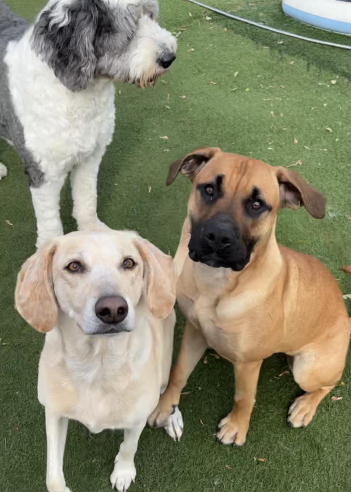 Nooma, adopted, Young Female Mastiff.