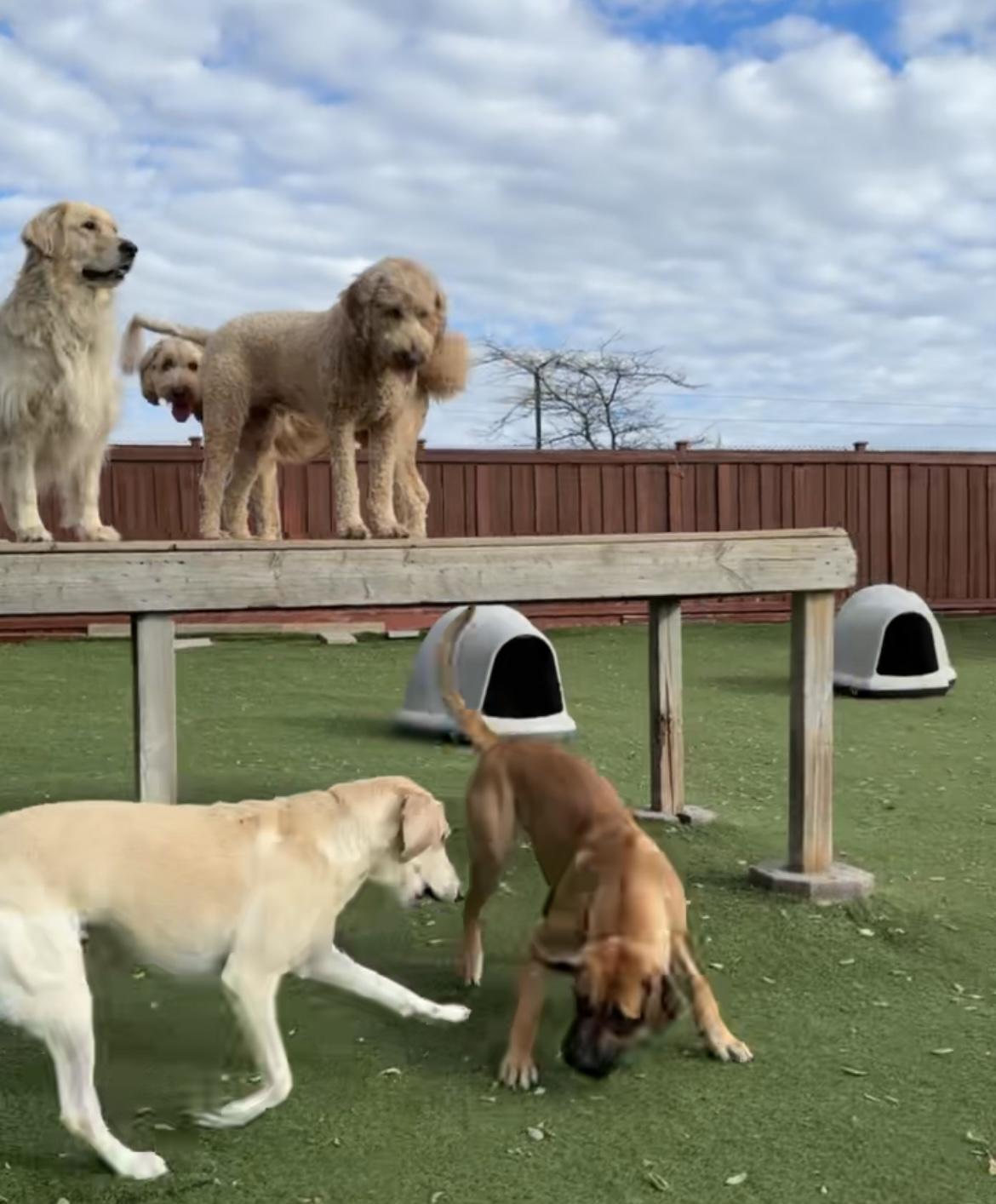 Enlarge Nooma, an adopted mixed breed in Ajax, ON image 4/5