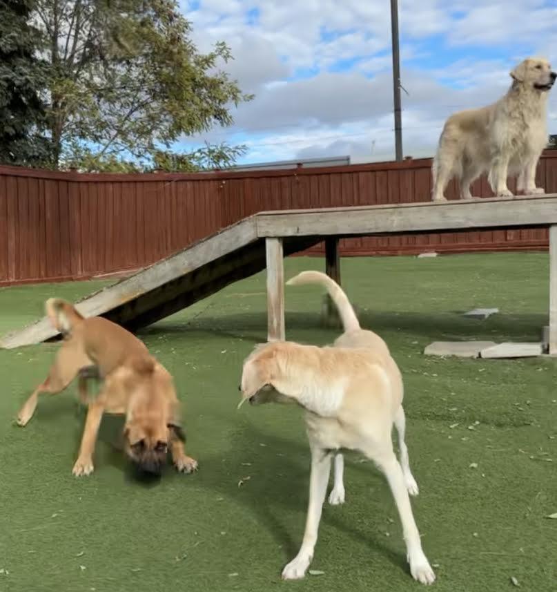 Enlarge Nooma, an adopted mixed breed in Ajax, ON image 5/5