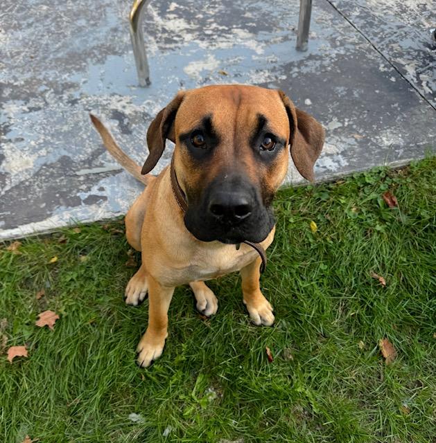 Enlarge Nooma, an adopted mixed breed in Ajax, ON image 2/5