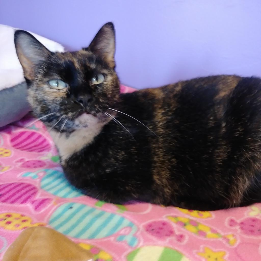 Daisy, Adoptable, Senior Female Domestic Short Hair.