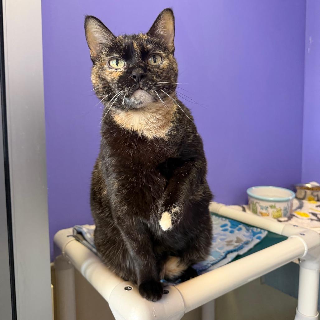 Daisy, a Adoptable Domestic Short Hair in Mankato, MN image 3/6