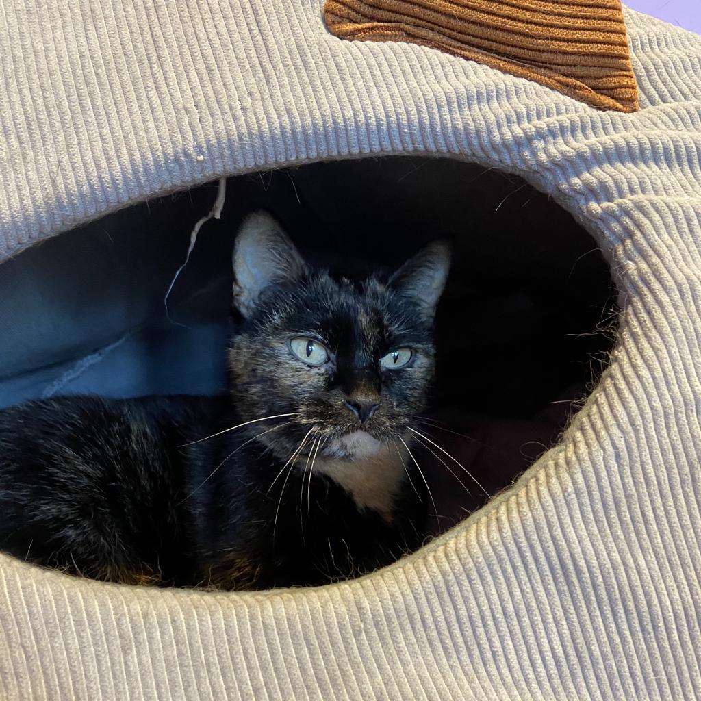 Enlarge Daisy, a Adoptable Domestic Short Hair in Mankato, MN image 3/3