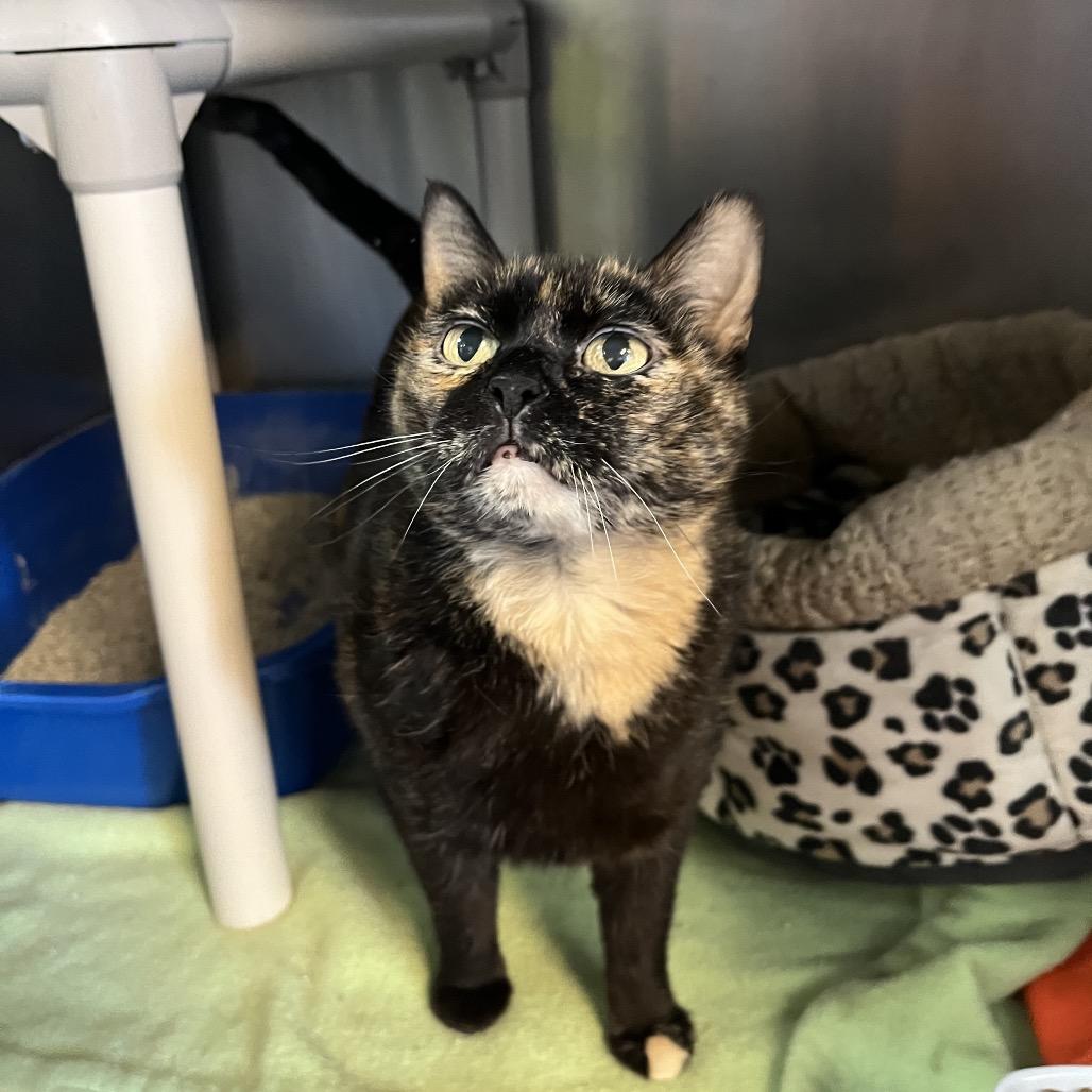 Enlarge Daisy, a Adoptable Domestic Short Hair in Mankato, MN image 4/5