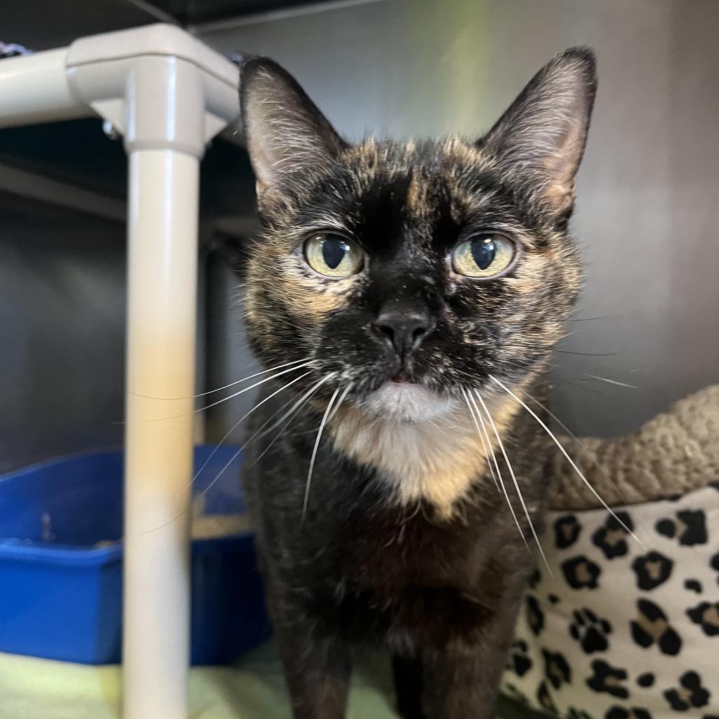 Enlarge Daisy, a Adoptable Domestic Short Hair in Mankato, MN image 5/5